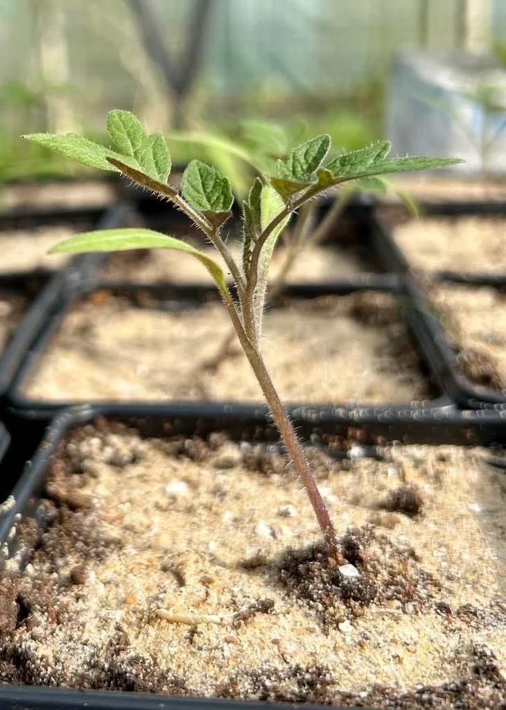 Tomaten zaaien en verspenen          (2 delen)