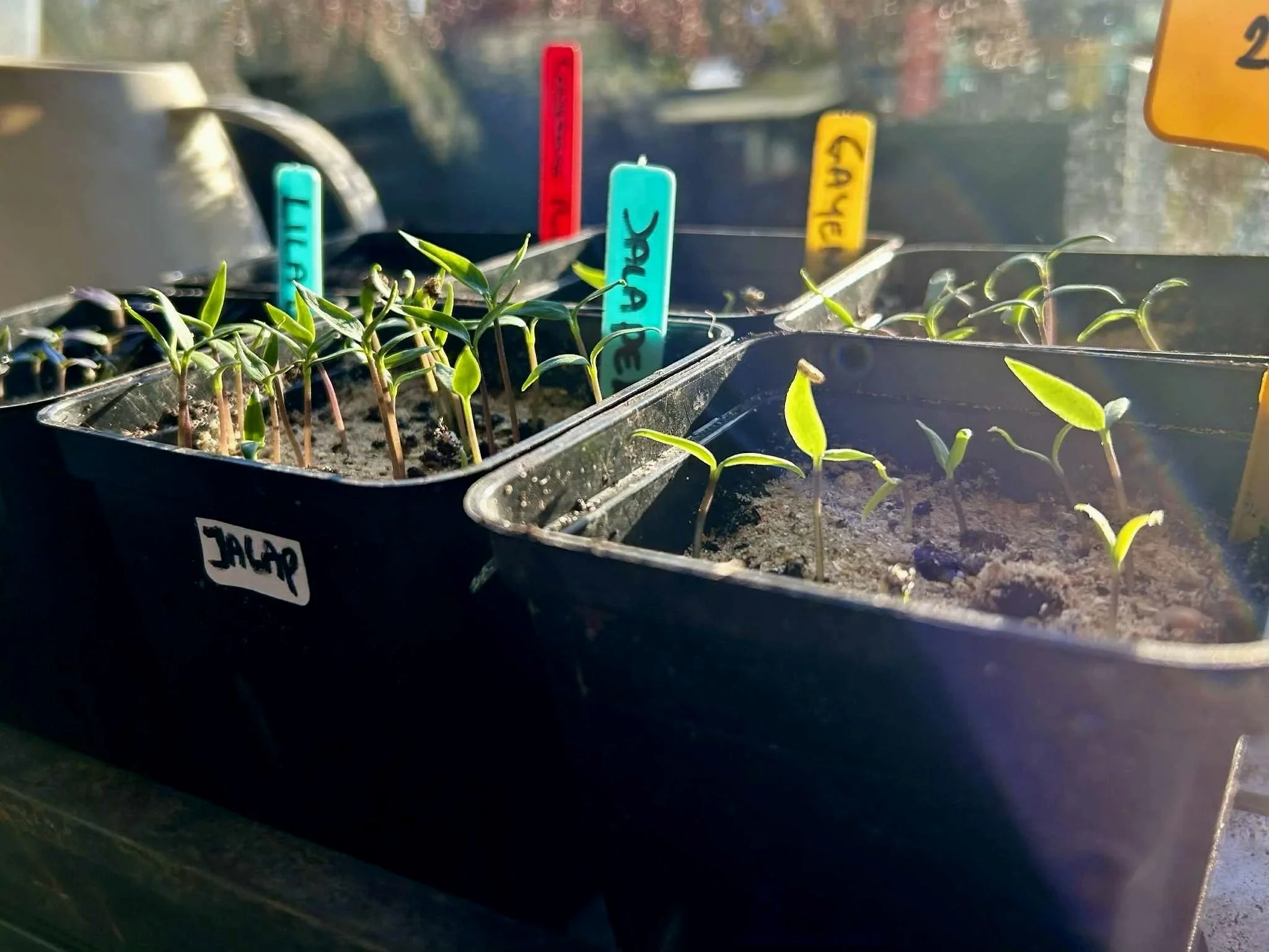 Zaaien van pepers-januari