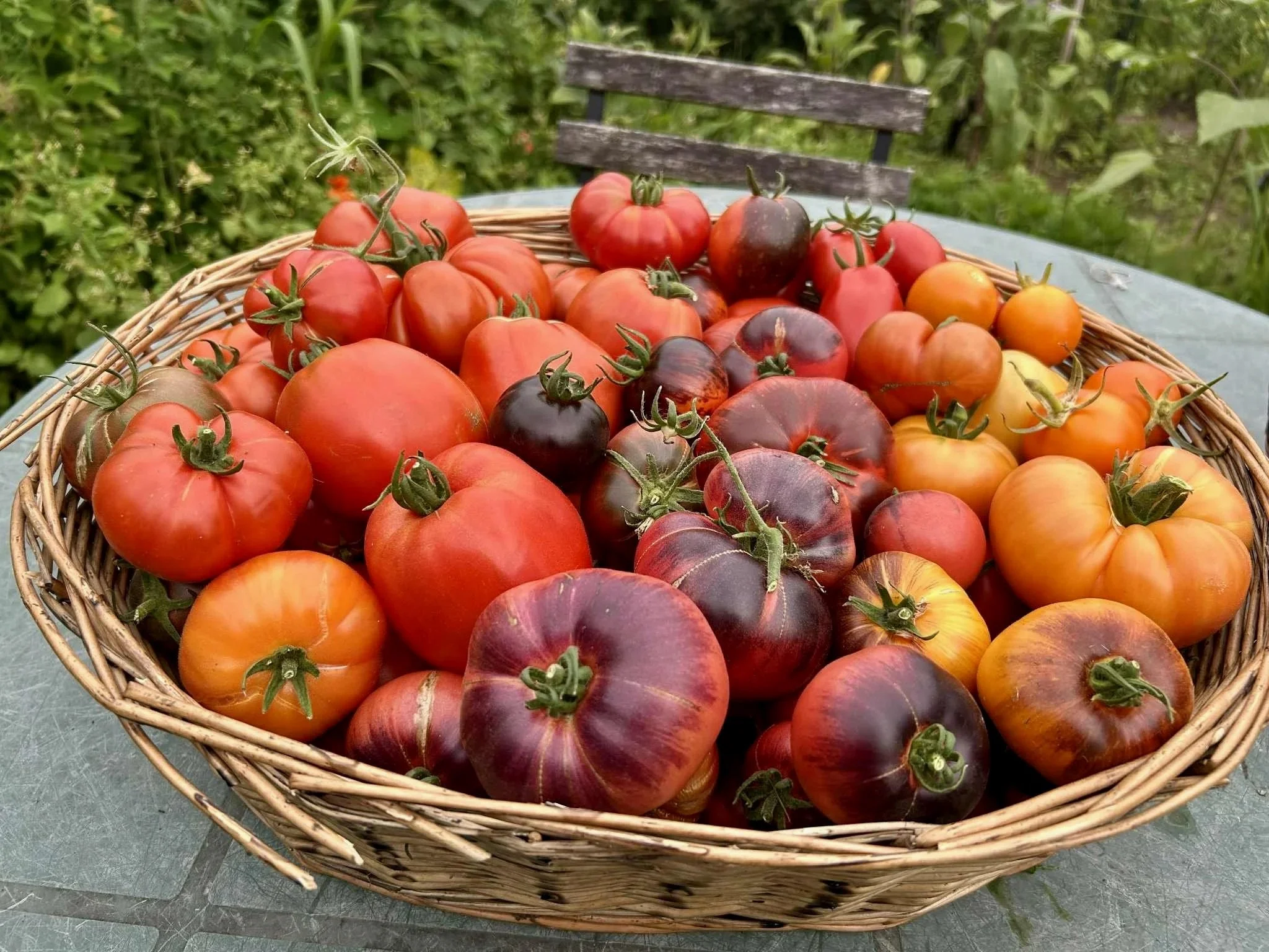 Tomaten kweken…een verslaving?