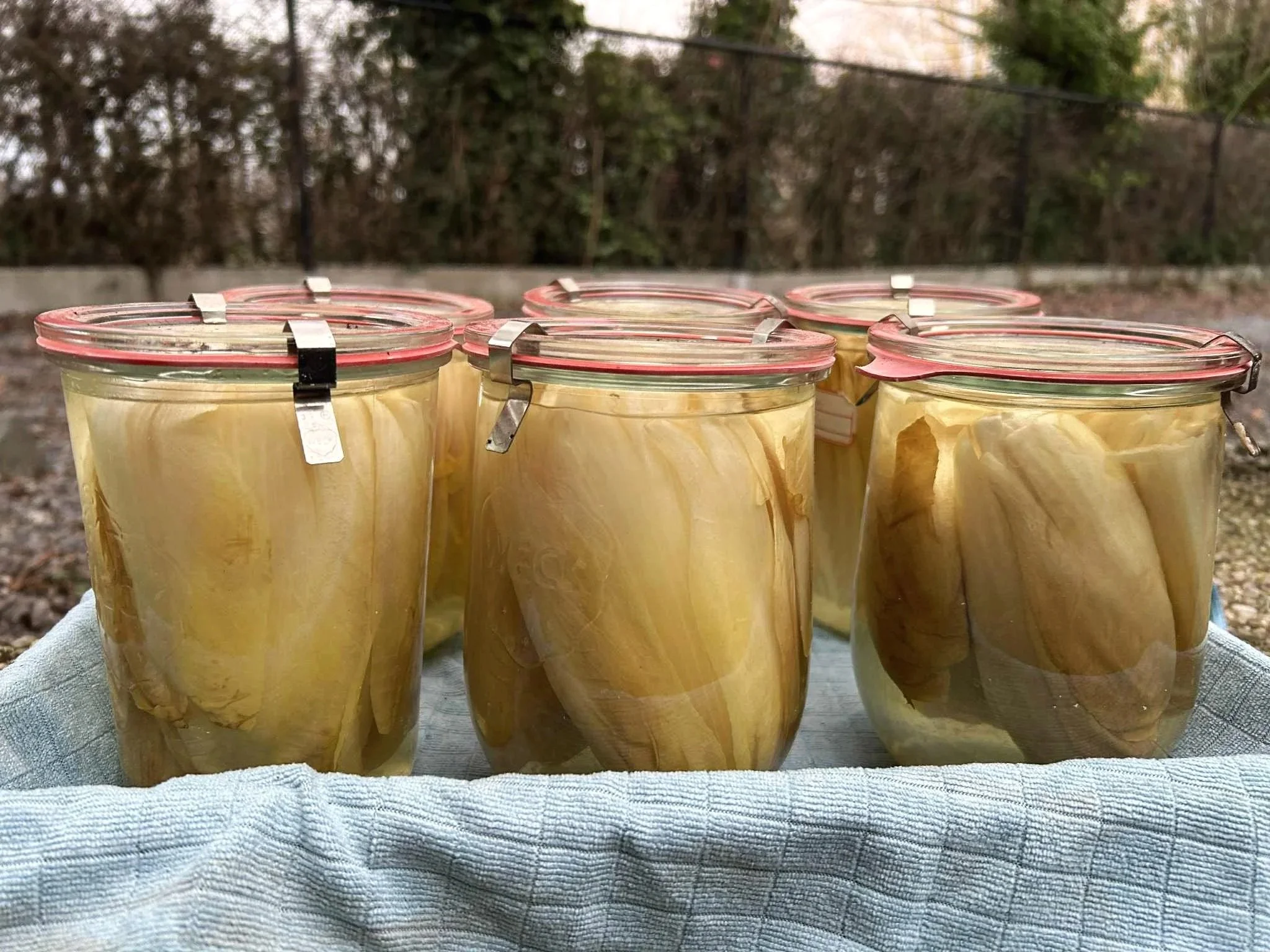 Wecken van Witloof…makkelijker dan je denkt!