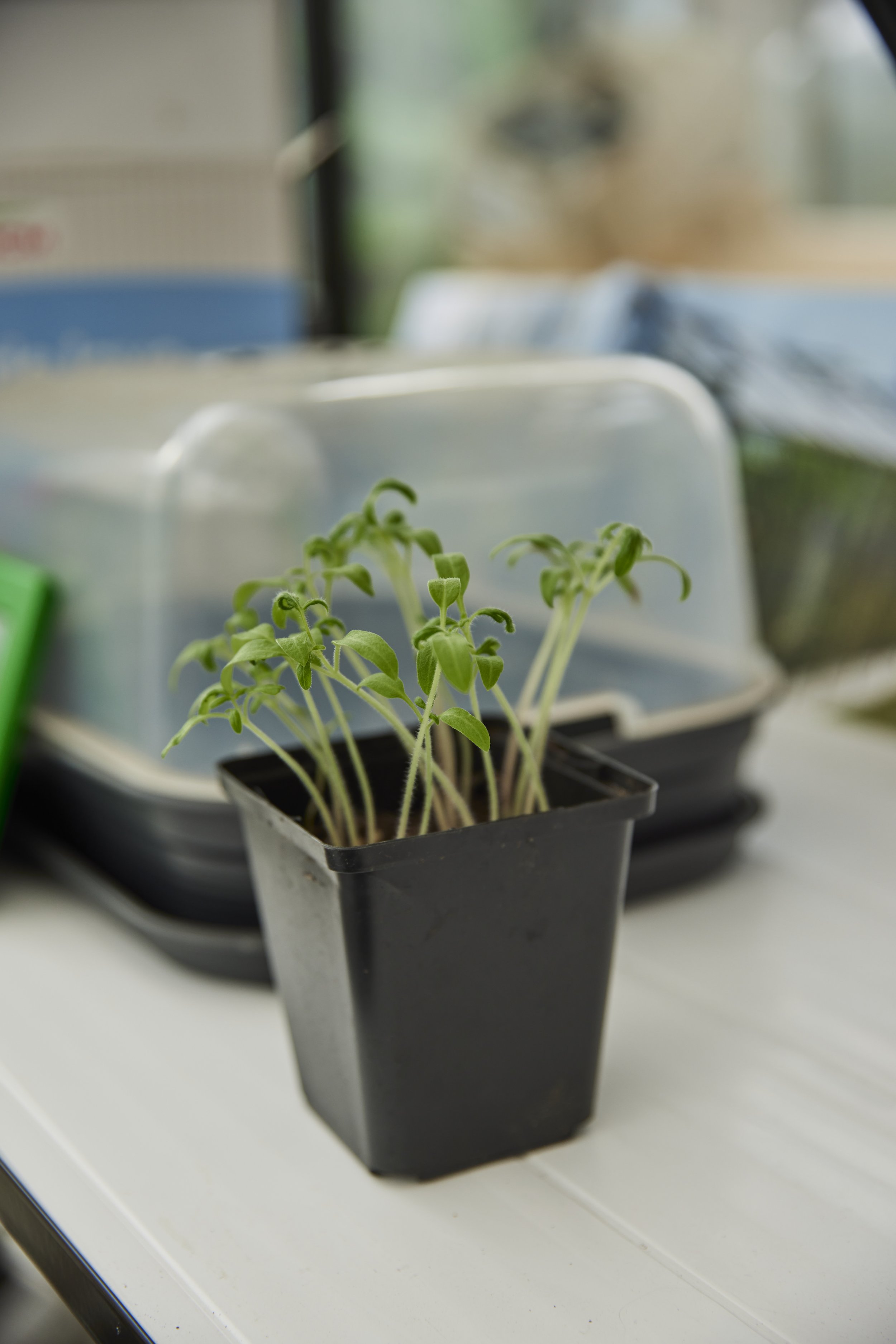 Tomaten zaaien…start van het seizoen!
