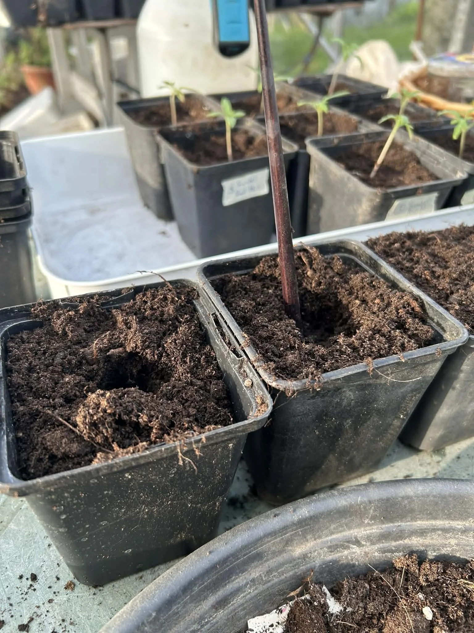 Maart…tijd om de tomaten-zaailingen  te verspenen…