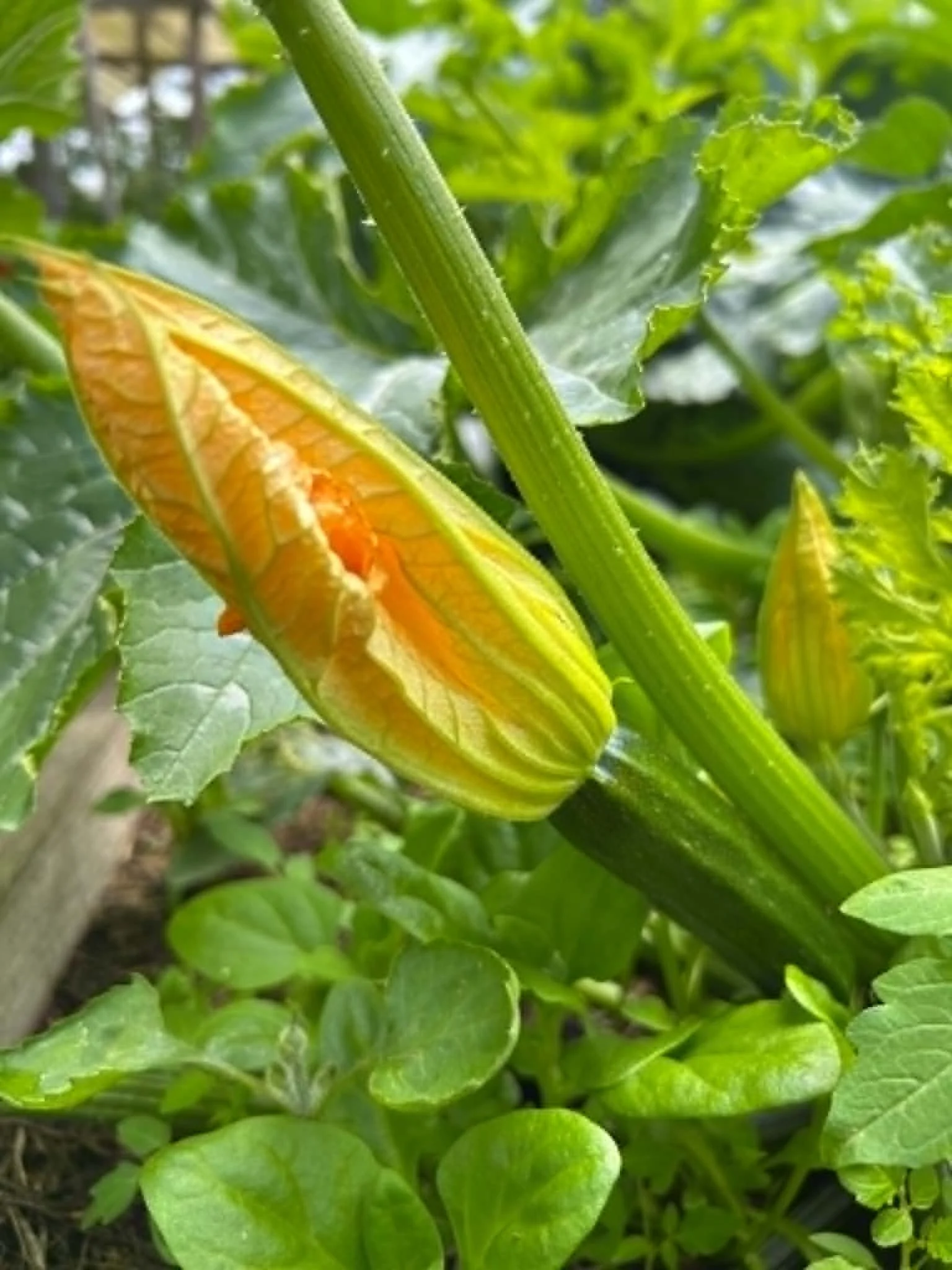 Courgettes kweken, oogsten en verwerken. Van tuin tot voorraadkast.