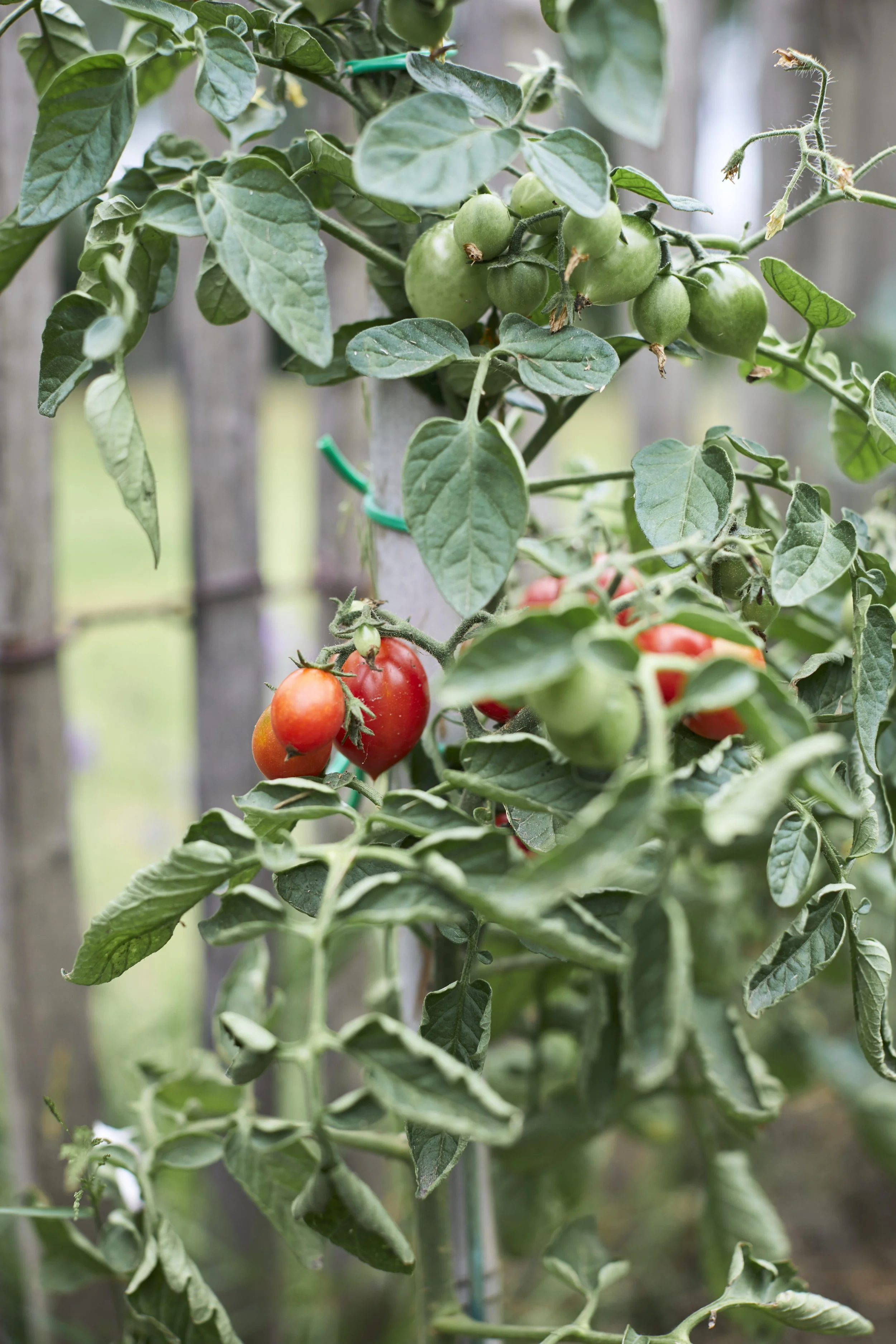 Tomaten zaaien en verspenen