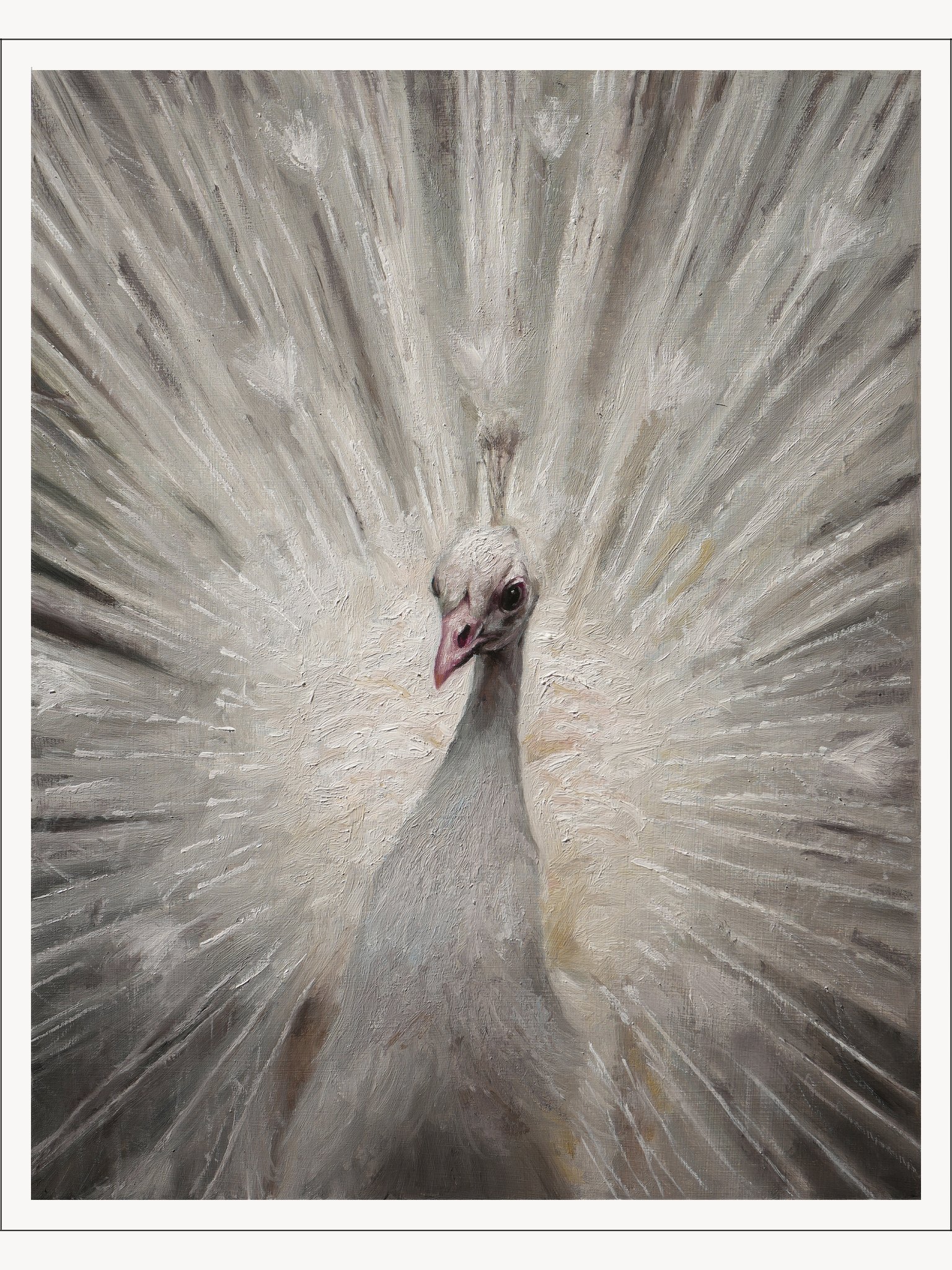White peafowl - print