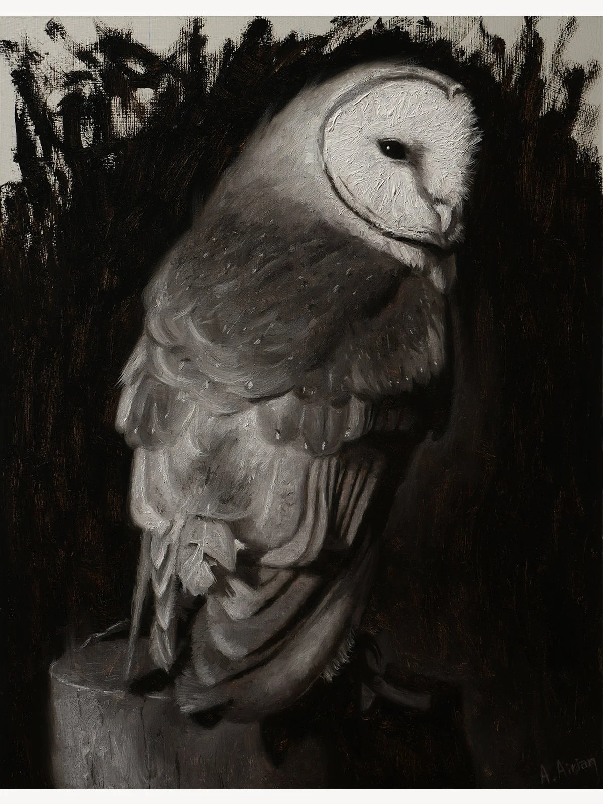 Barn Owl