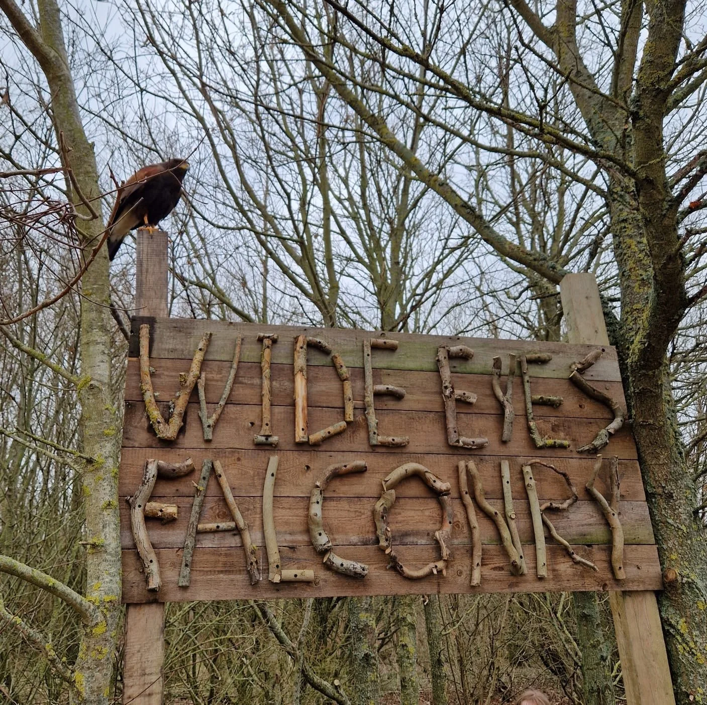 Spectator Harris Hawk Race