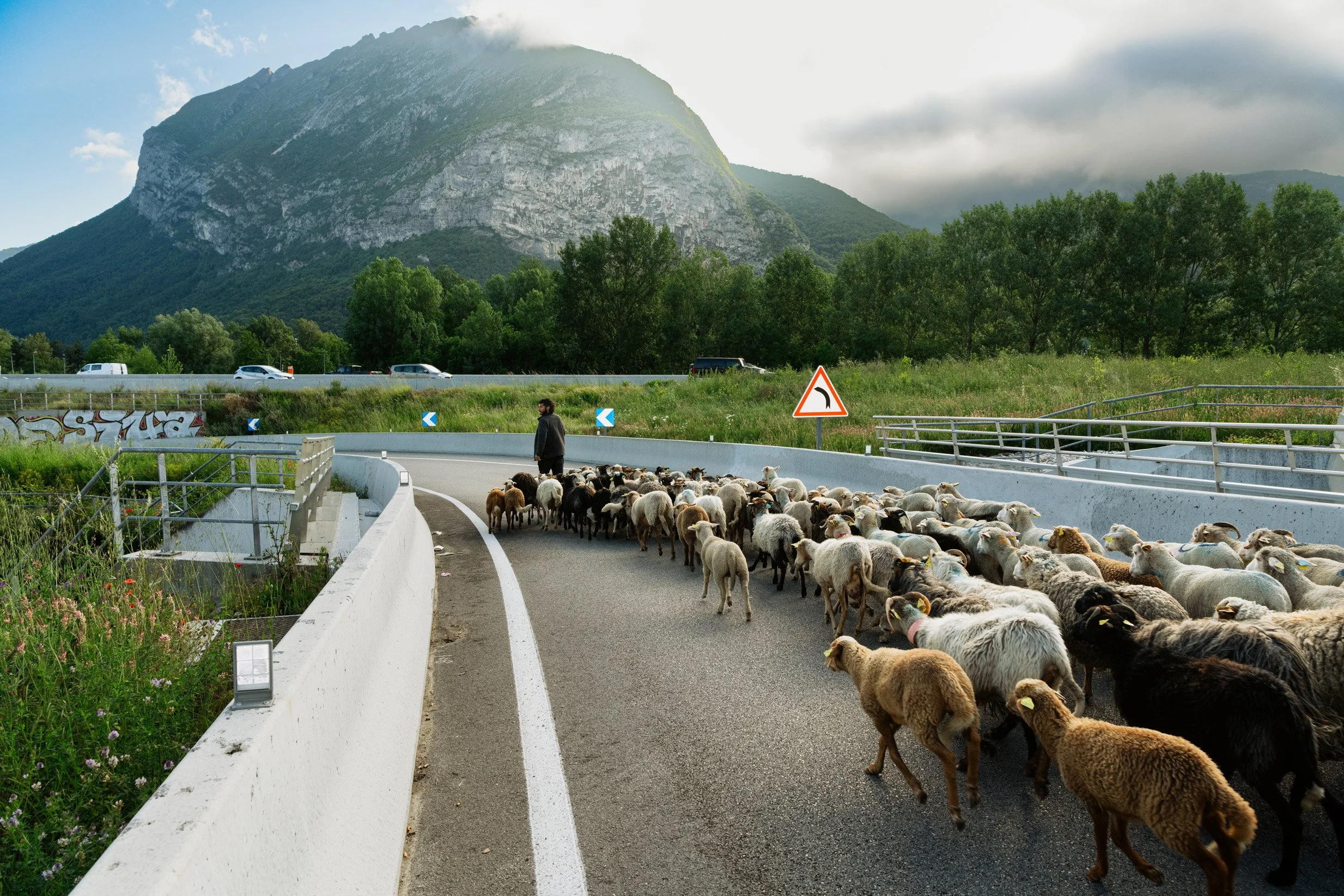 Un berger guide un troupeau de moutons qui traverse une route de campagne entourée d'arbres et de montagnes, sous un ciel partiellement nuageux.
