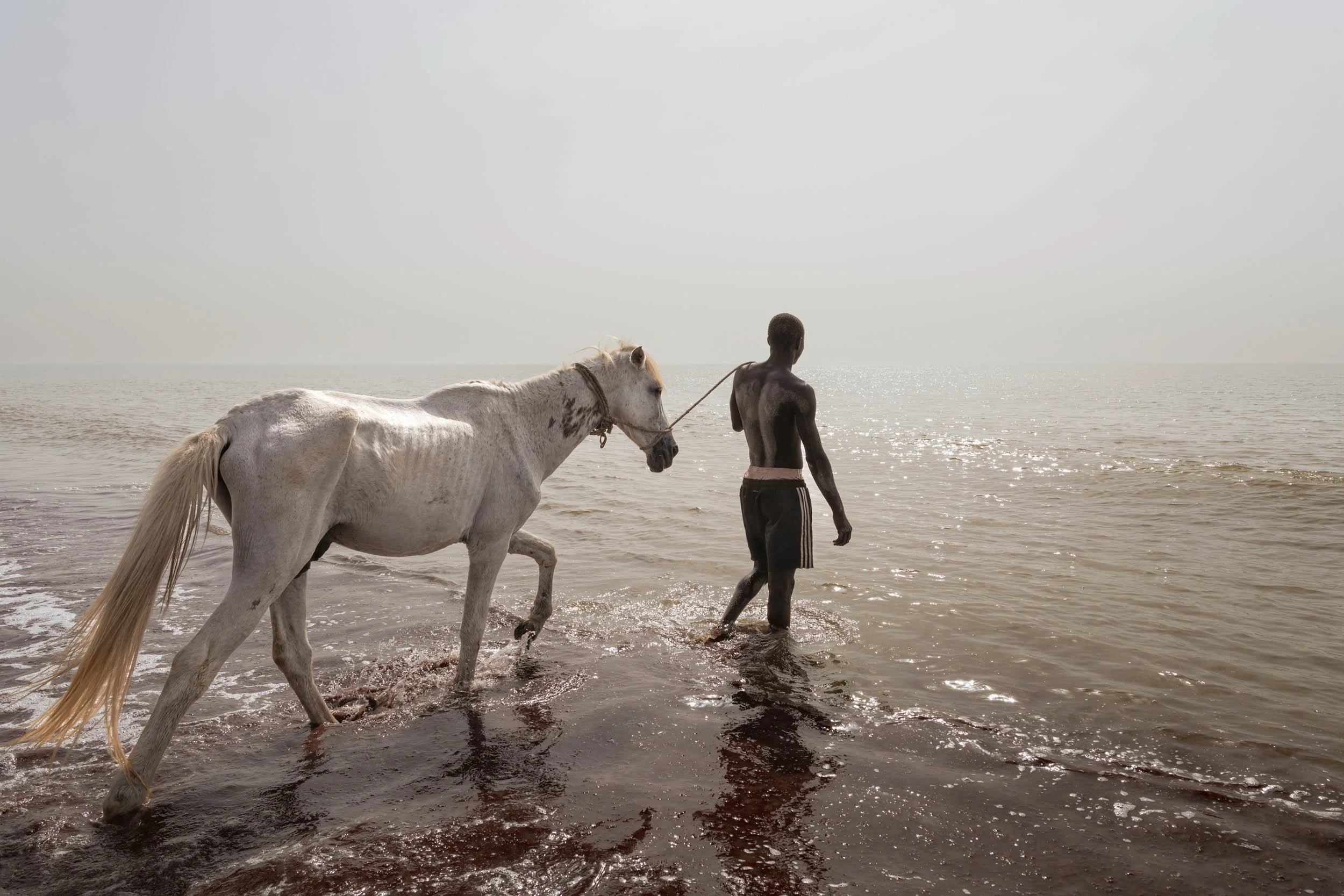 Un homme noir marche dans la mer avec un cheval blanc, le cheval est attaché à son cou par une corde au Sénégal, à Palmarin, dans le Siné Saloum