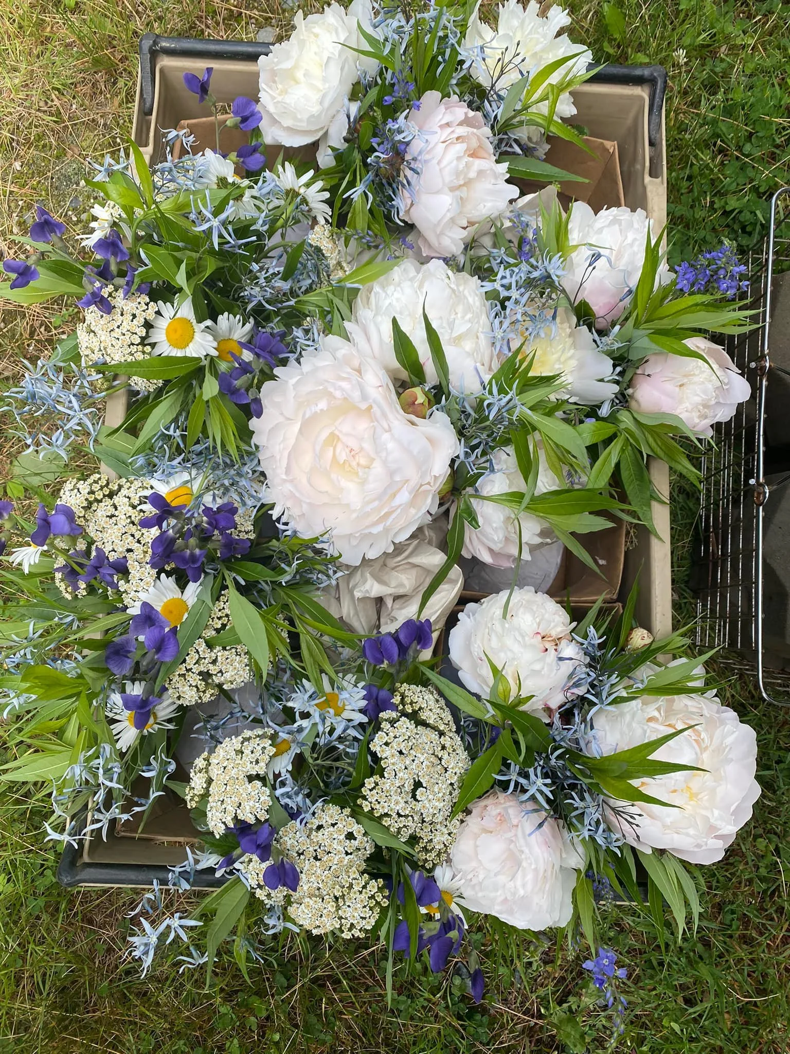 blues and whites.jpeg