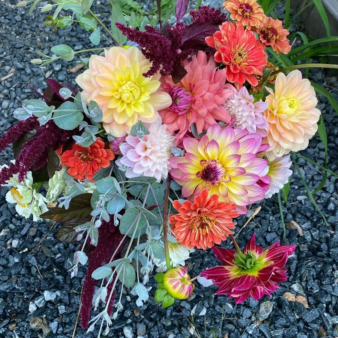 dahlia deliciousness.jpeg