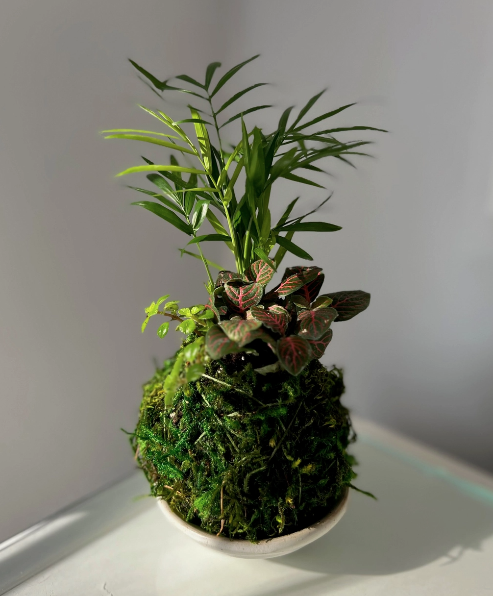 Tre Mini Combo Kokedama Moss Ball