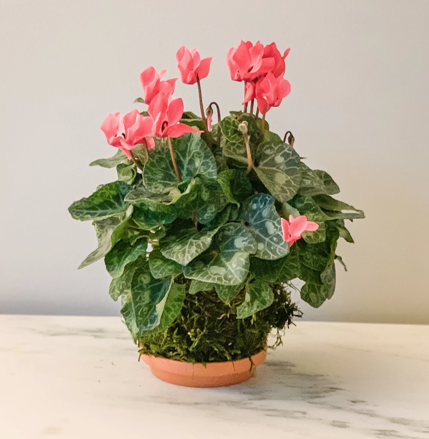 Cyclamen Kokedama (House Plant Wrapped in Moss)