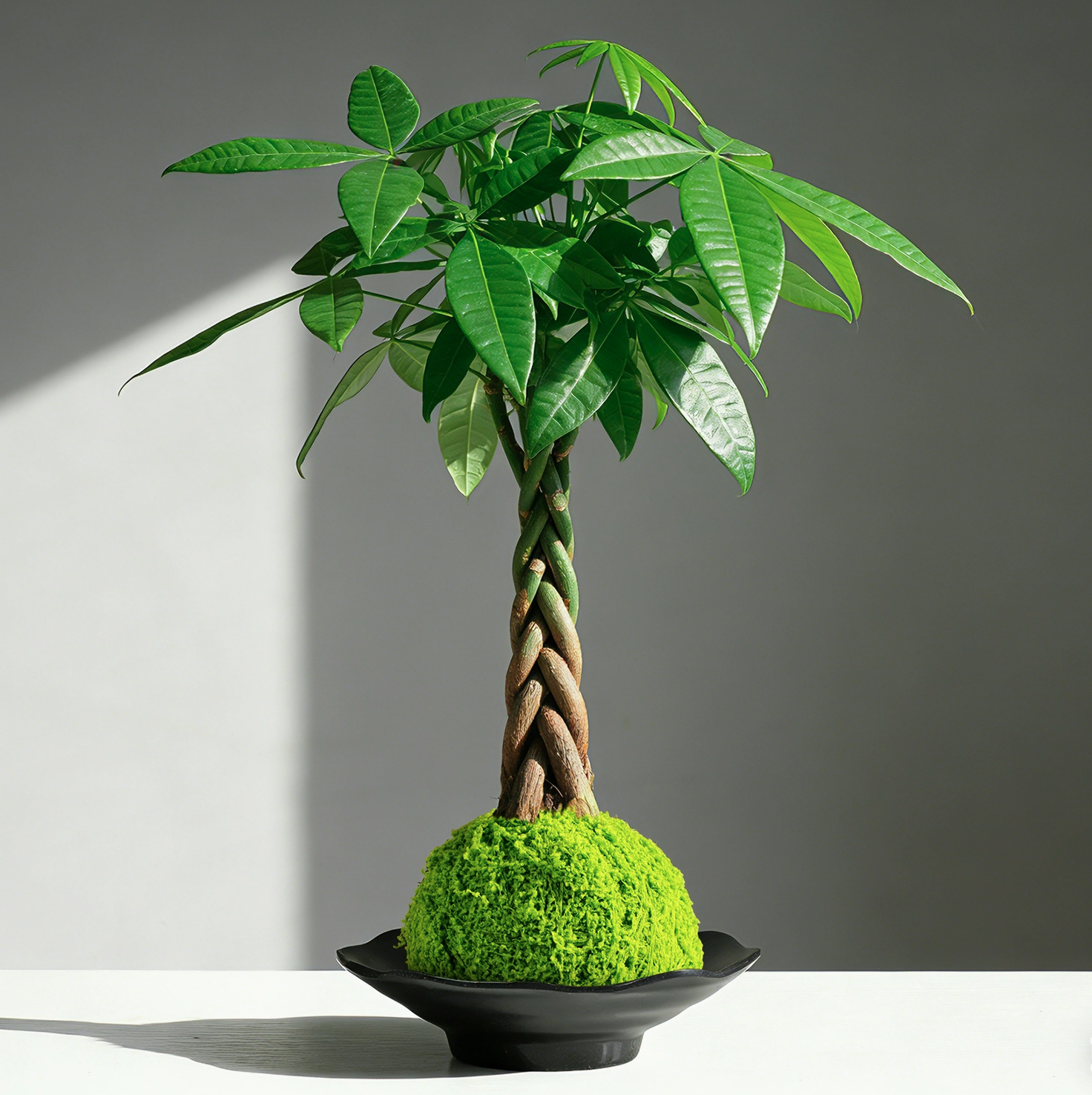 Money Tree Kokedama Braided Handcraft Moss Ball Houseplant