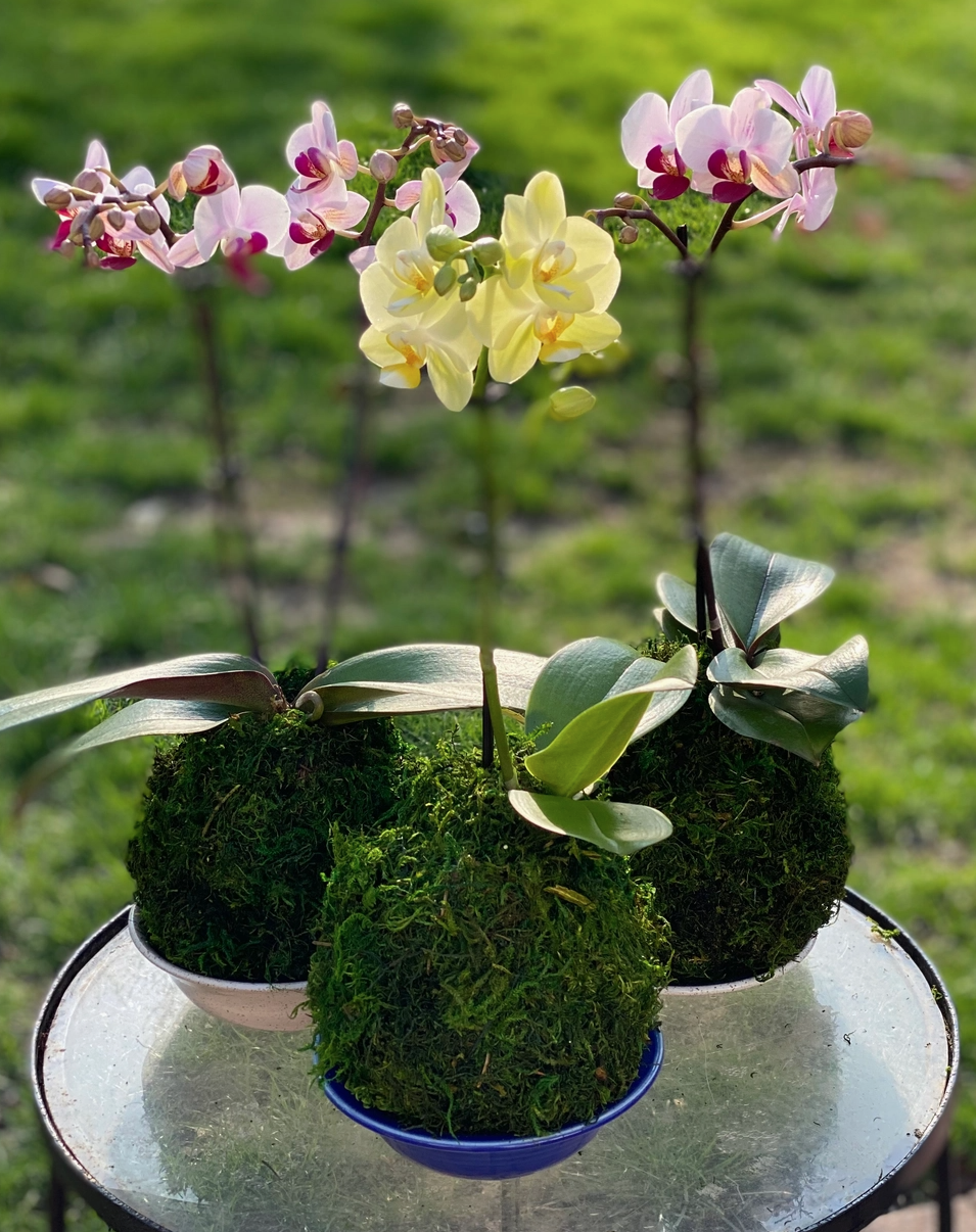 Orchid Kokedama Medium Size