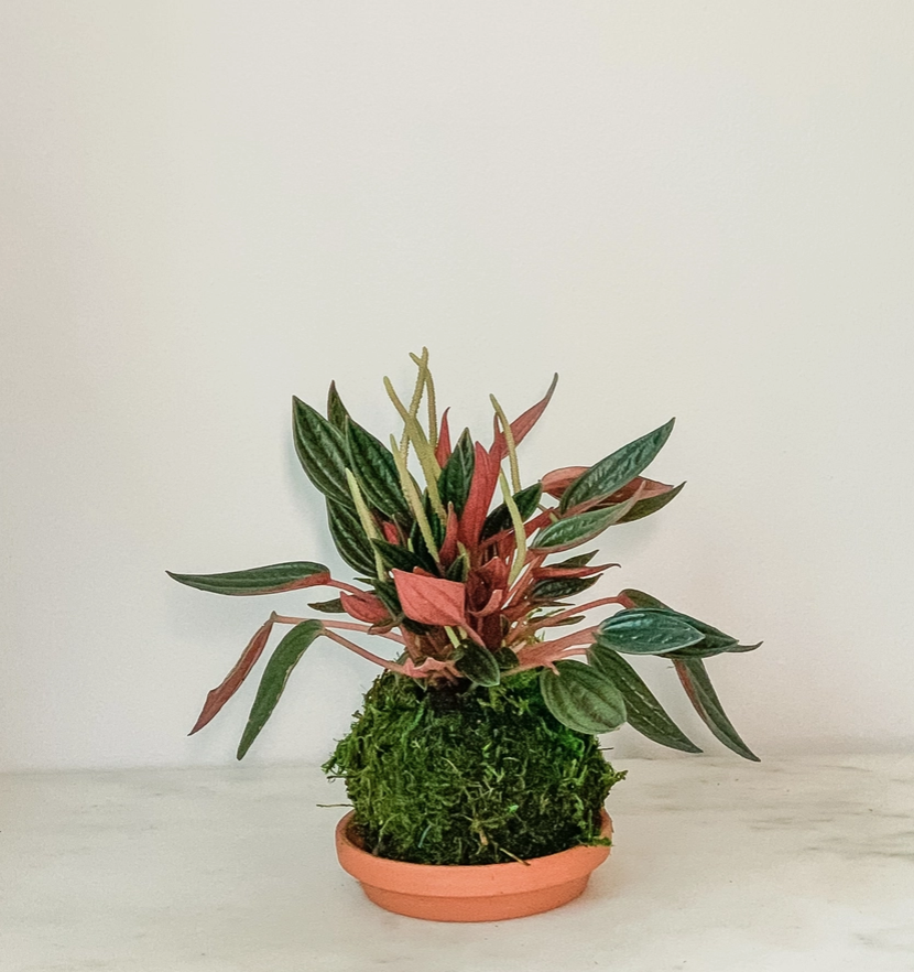Pepermomia Rosso Kokedama (House Plant Wrapped in Moss)