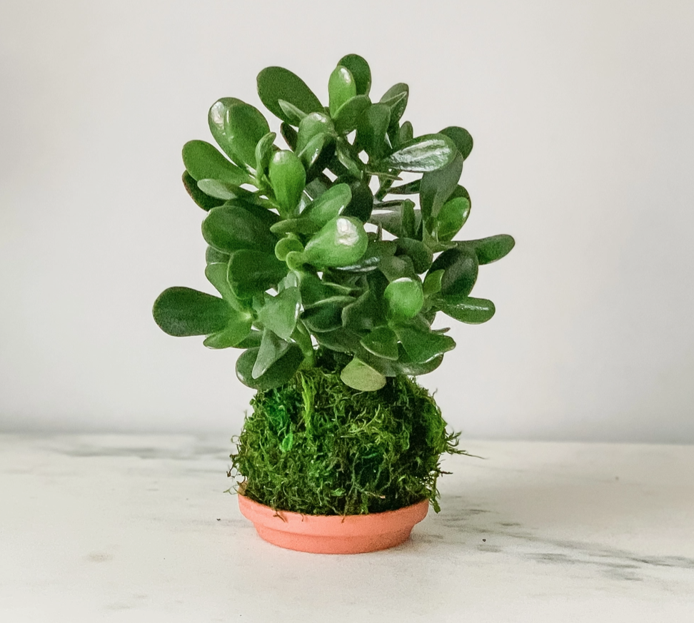 Jade Kokedama (House Plant Wrapped in Moss)