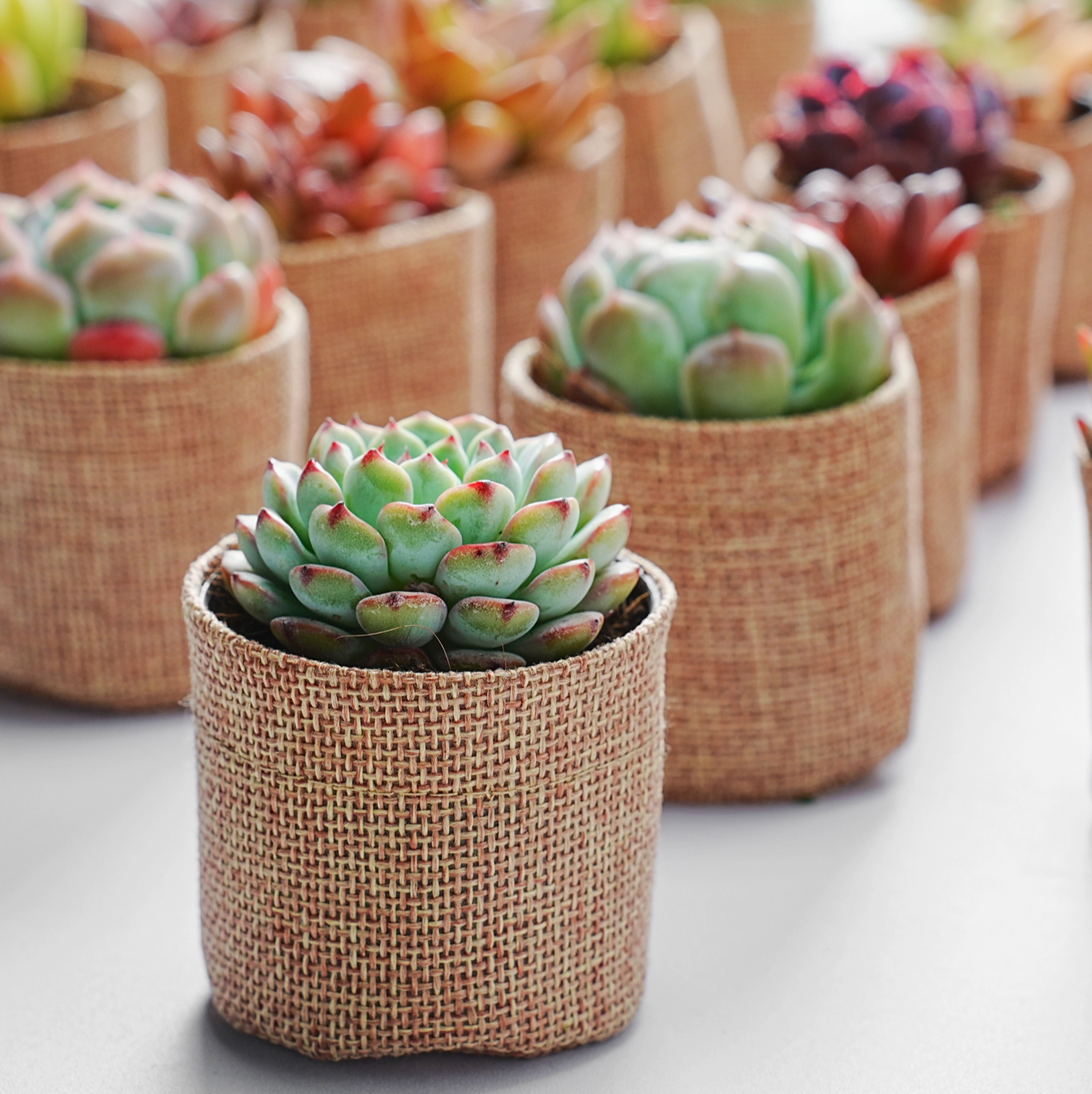 Live Succulents wrapped in Burlap Bags