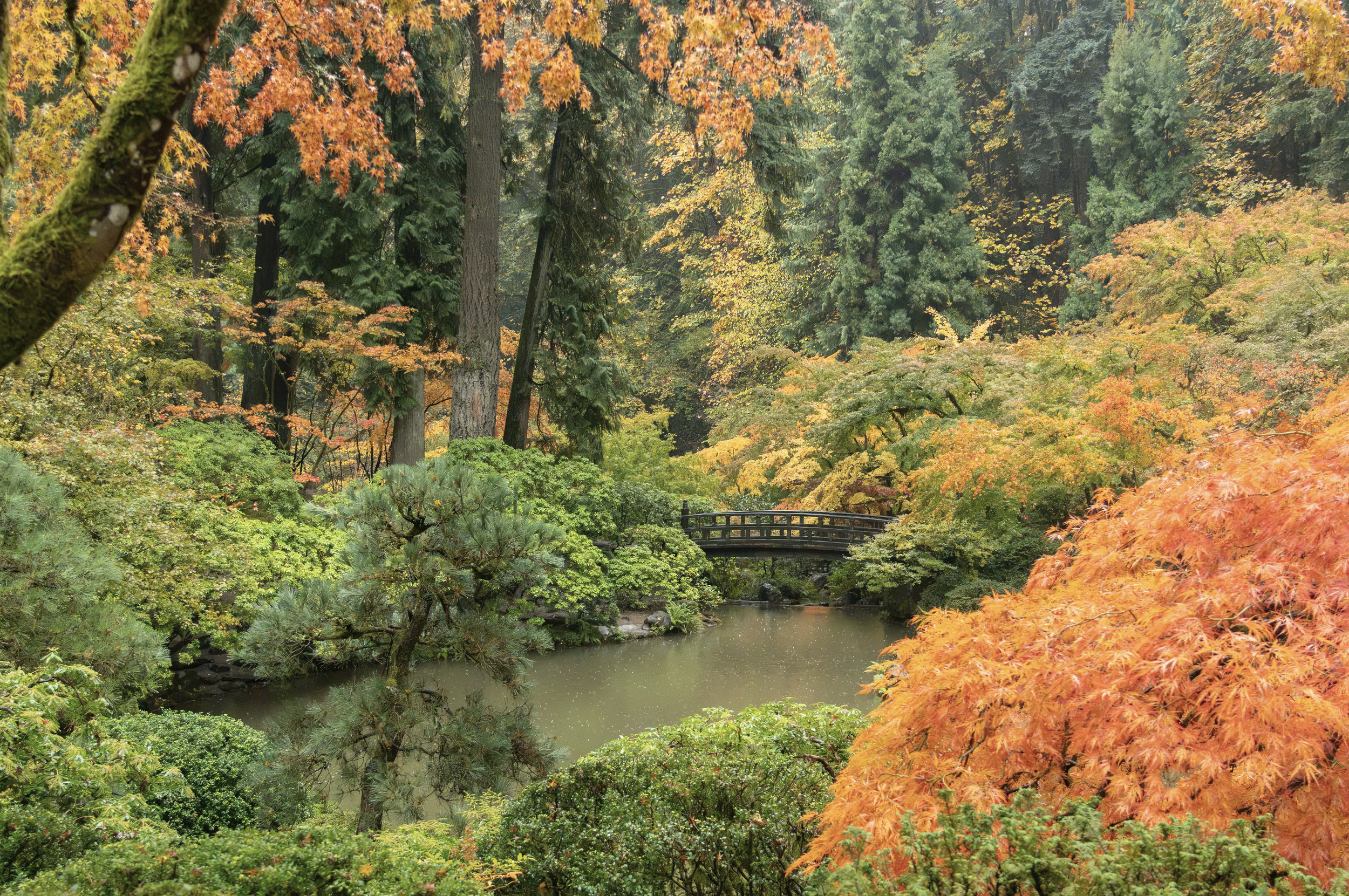 Strolling Pond Garden Oct 30 2026 at Portland Japanese Garden