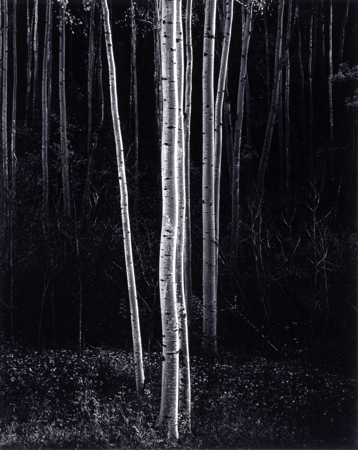 Ansel Adams, Aspens, Northern New Mexico, 1958