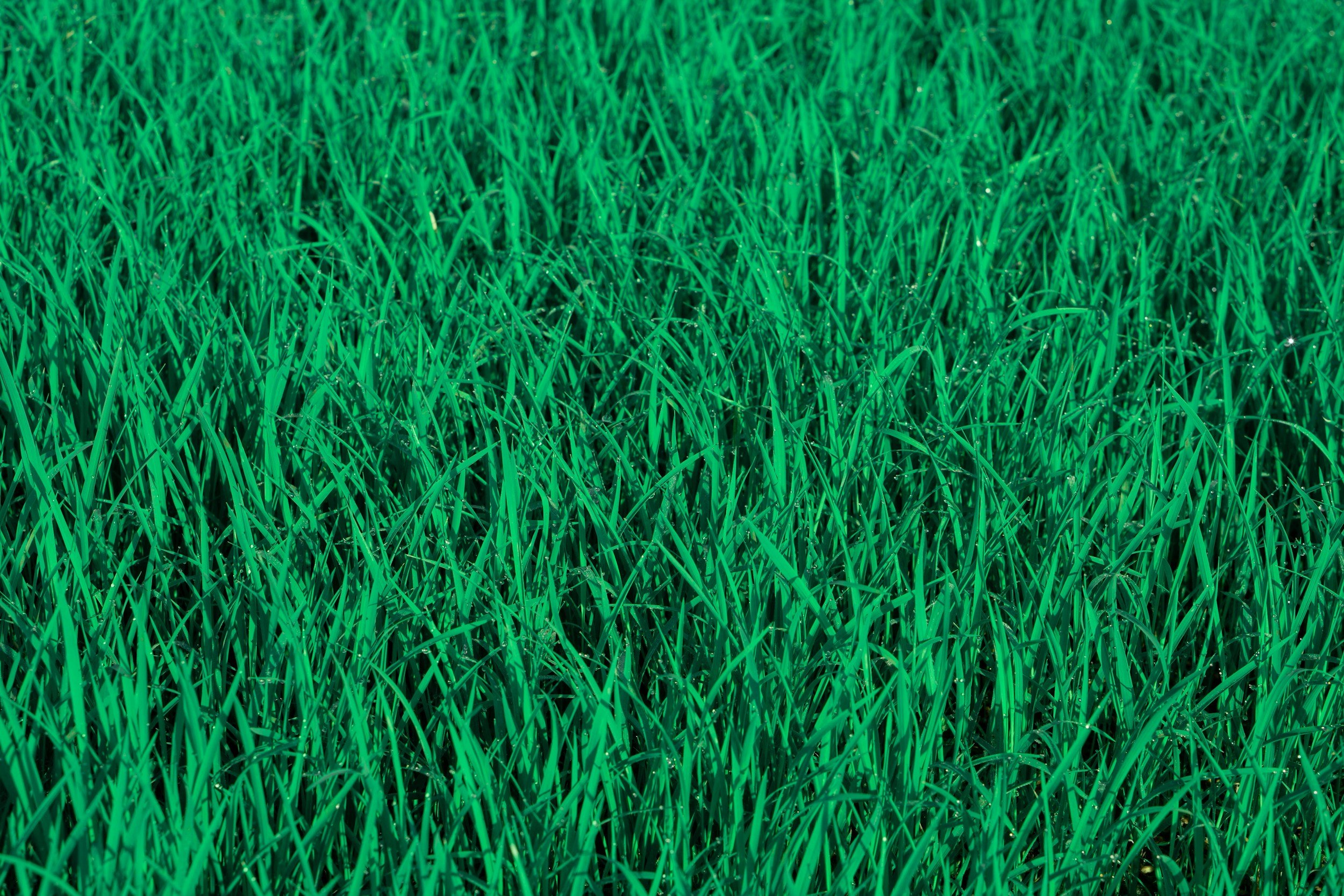 Dark green healthy grass with professional weed control in Denver, Colorado by local lawn care experts