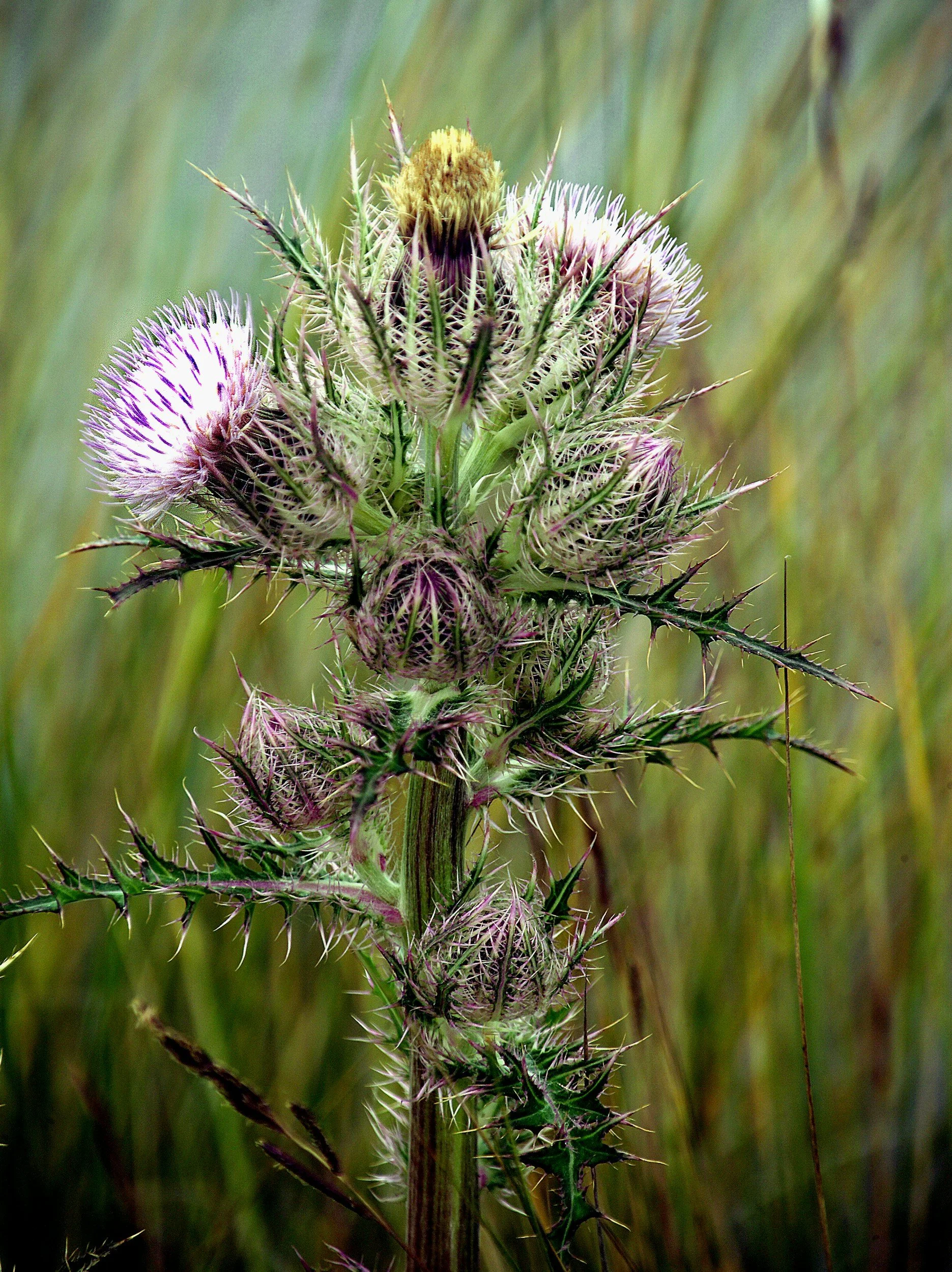 Noxious thistle spreading through ornamental grasses in Denver, Colorado, competing for water, nutrients, and sunlight while choking out healthy plants and damaging landscaped areas.