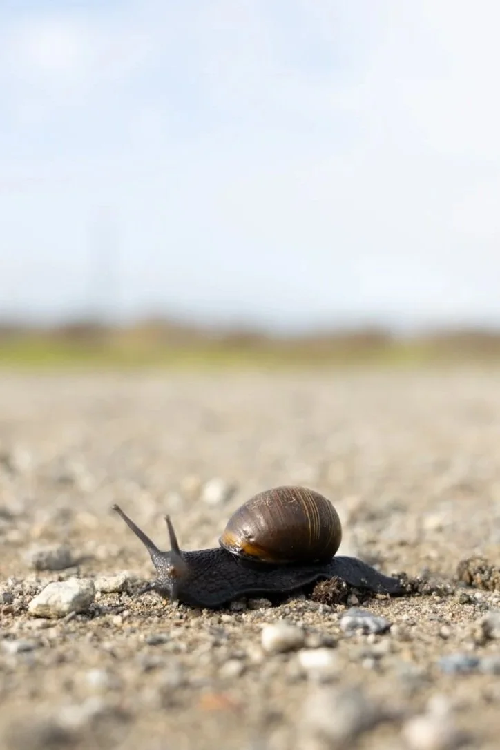 Snail-27.jpg