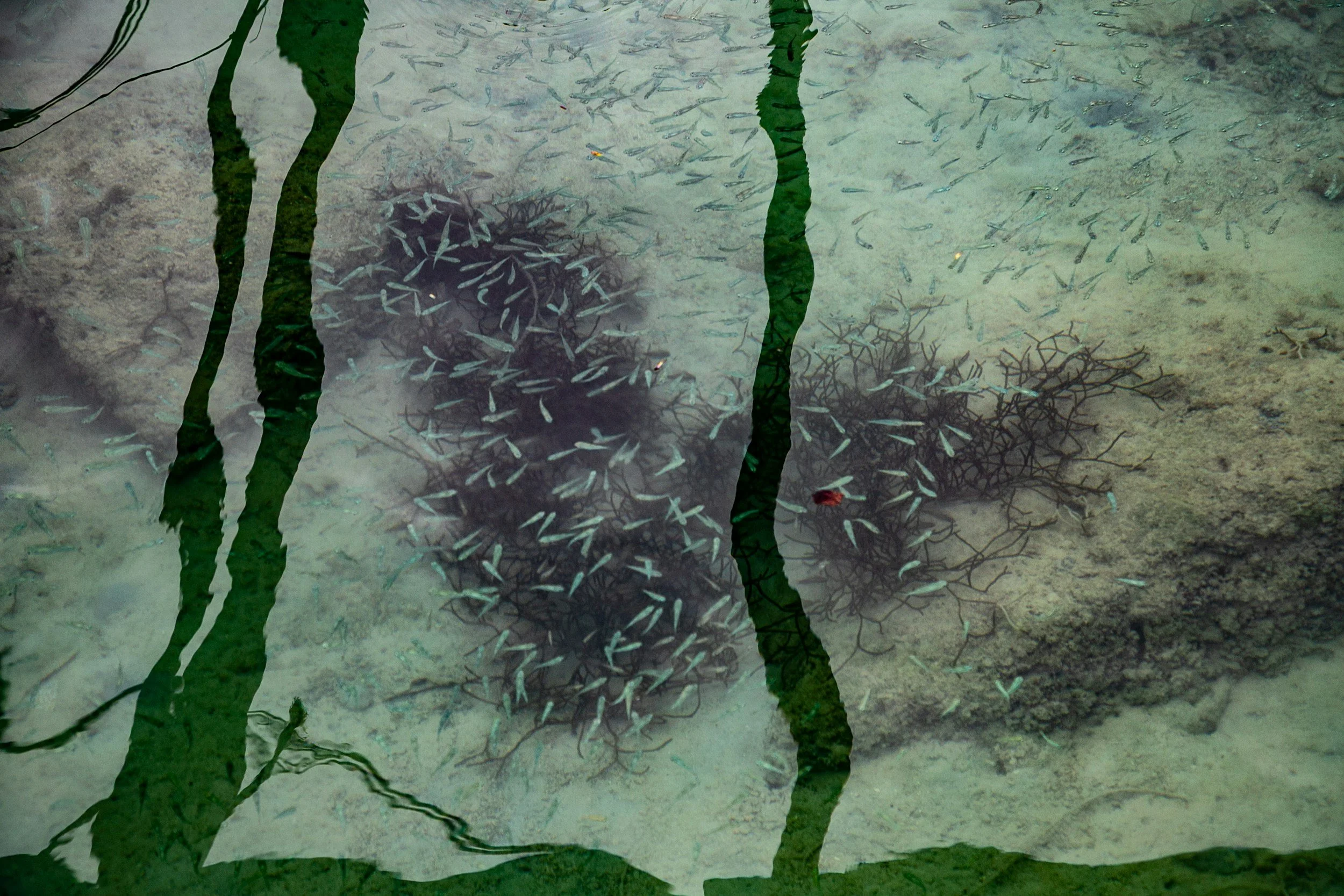 Underwater view of marine life, including coral and fish, with reflections of trees on the surface.