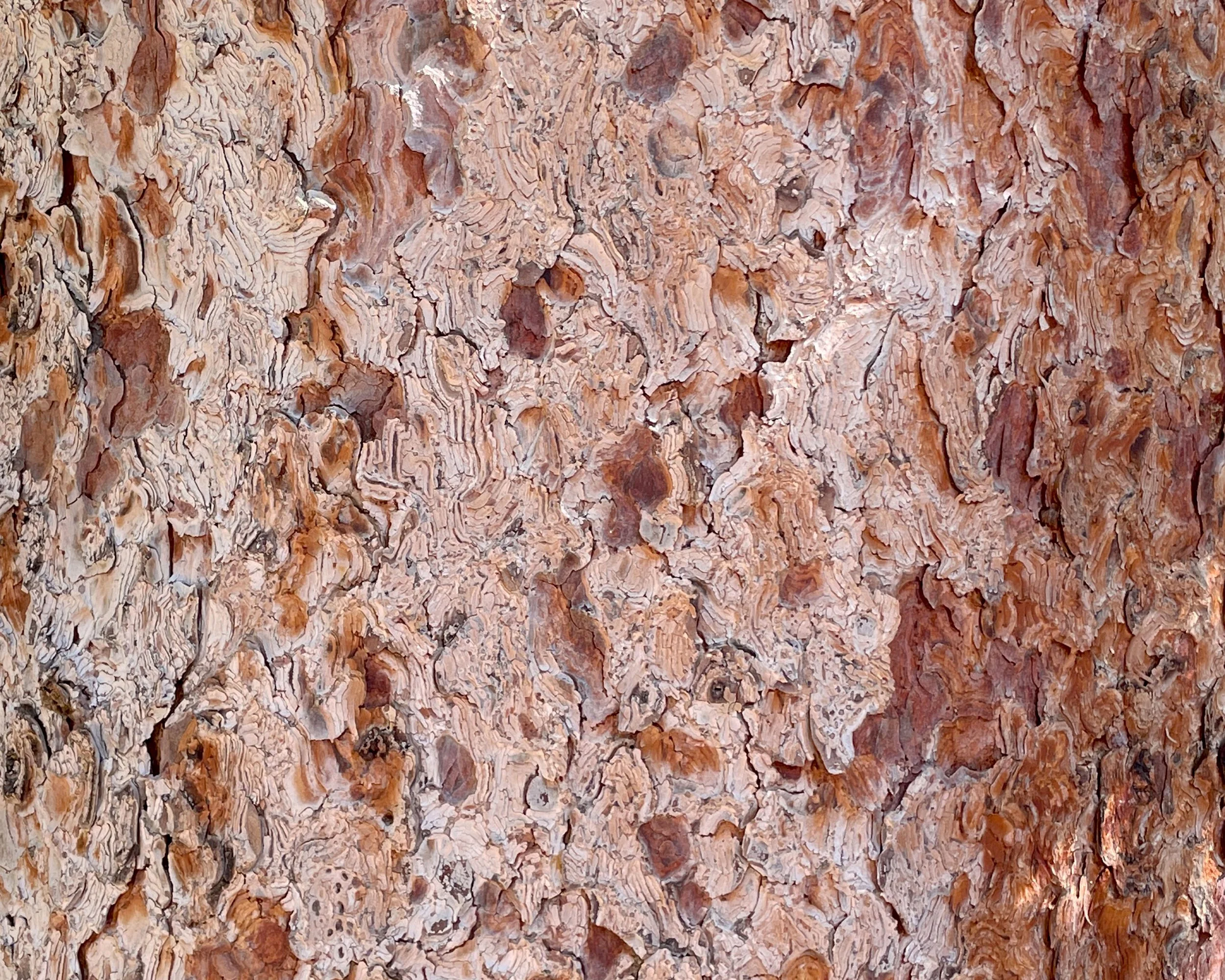 Bark Camo_4x5.jpg
