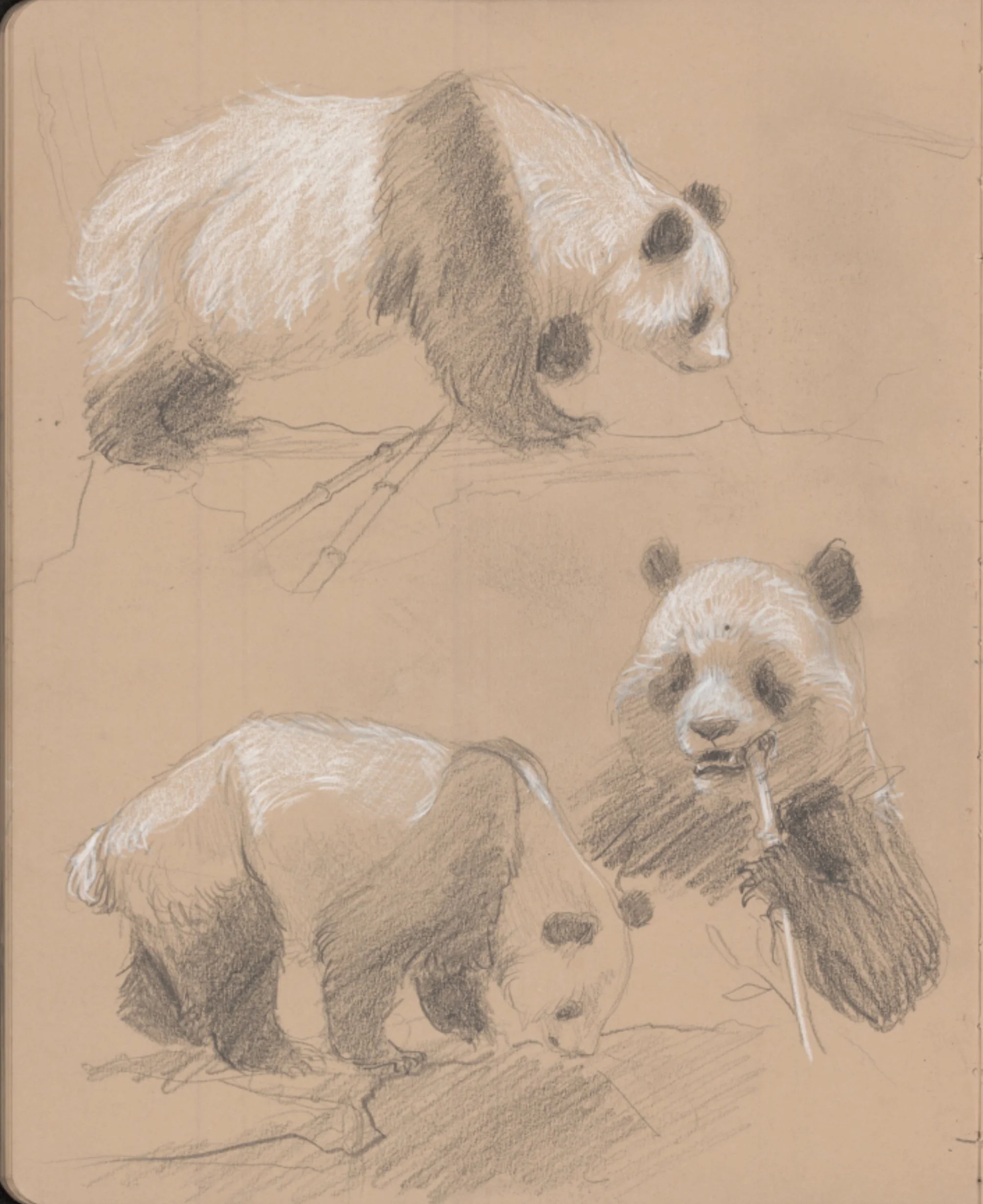 Pandas at Zoo - graphite and white charcoal