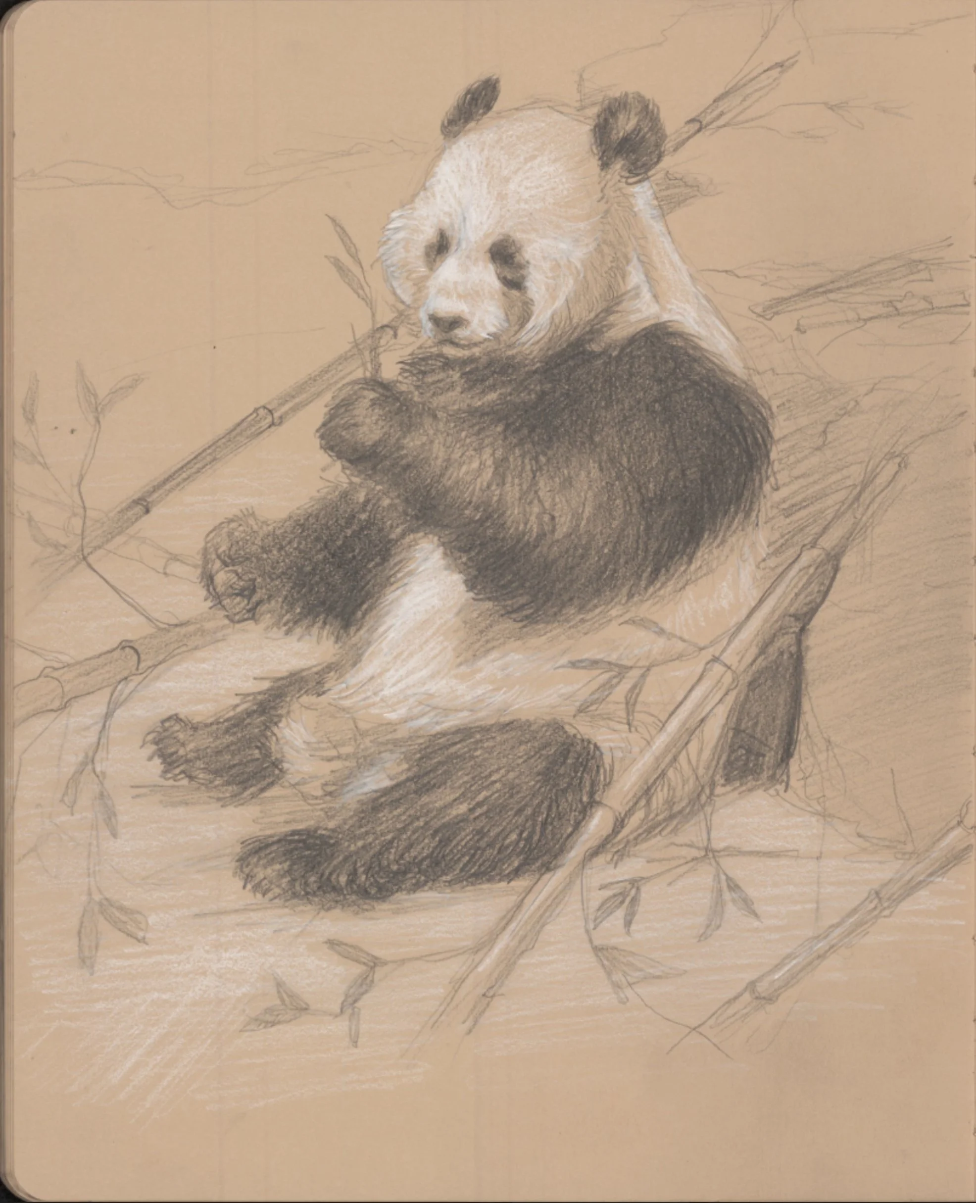 Panda at Zoo Eating Bamboo - graphite and white charcoal