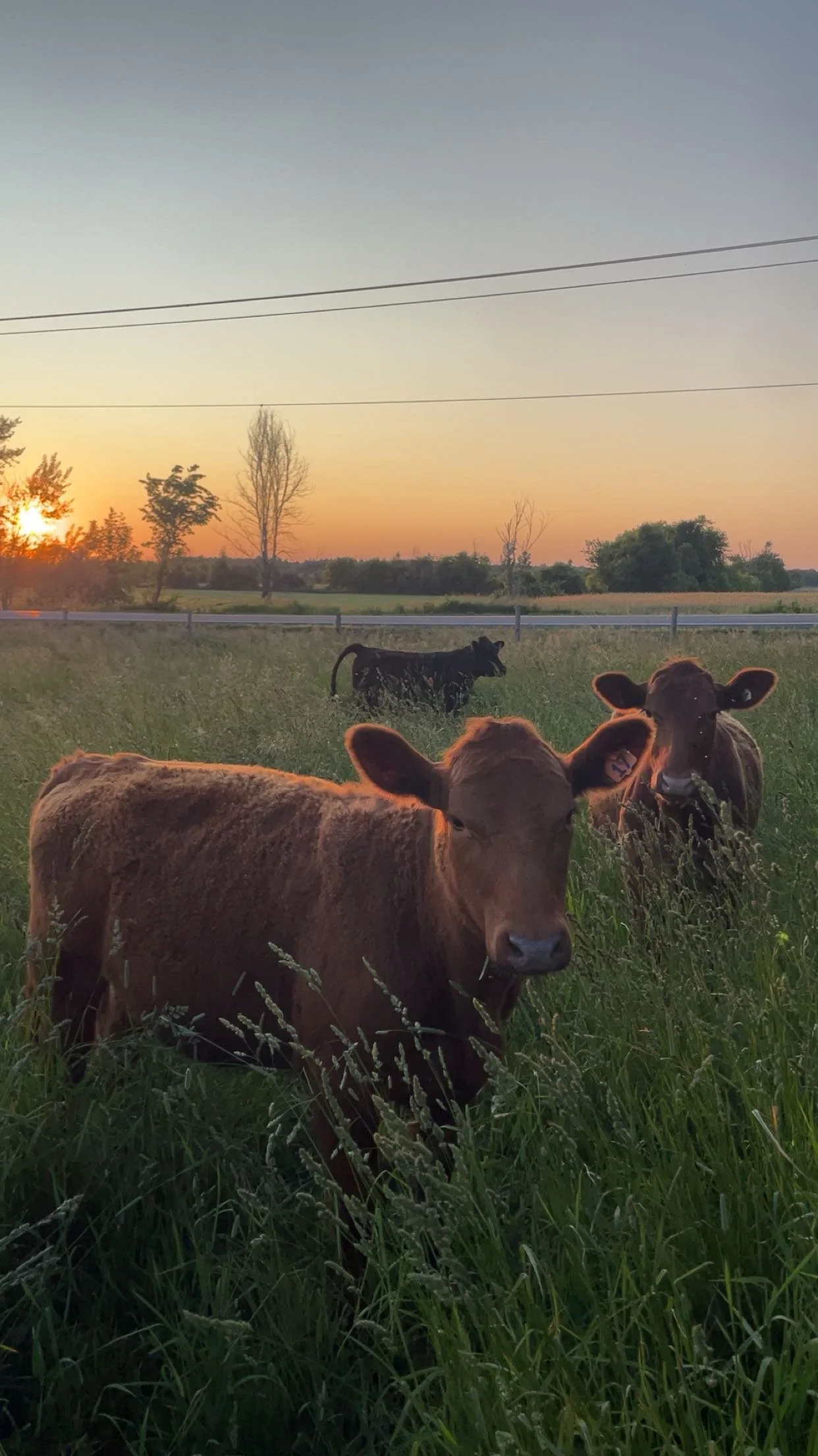 Three beef cows grazing in a pasture at sunset with trees and power lines in the background.