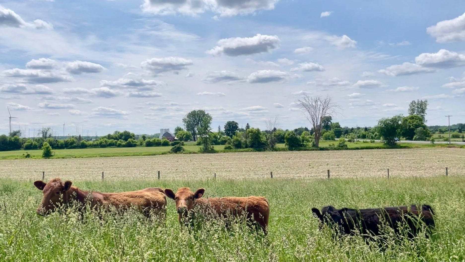 Three beef cows grazing in a field with tall grass, farmland, and a partly cloudy sky in the background.