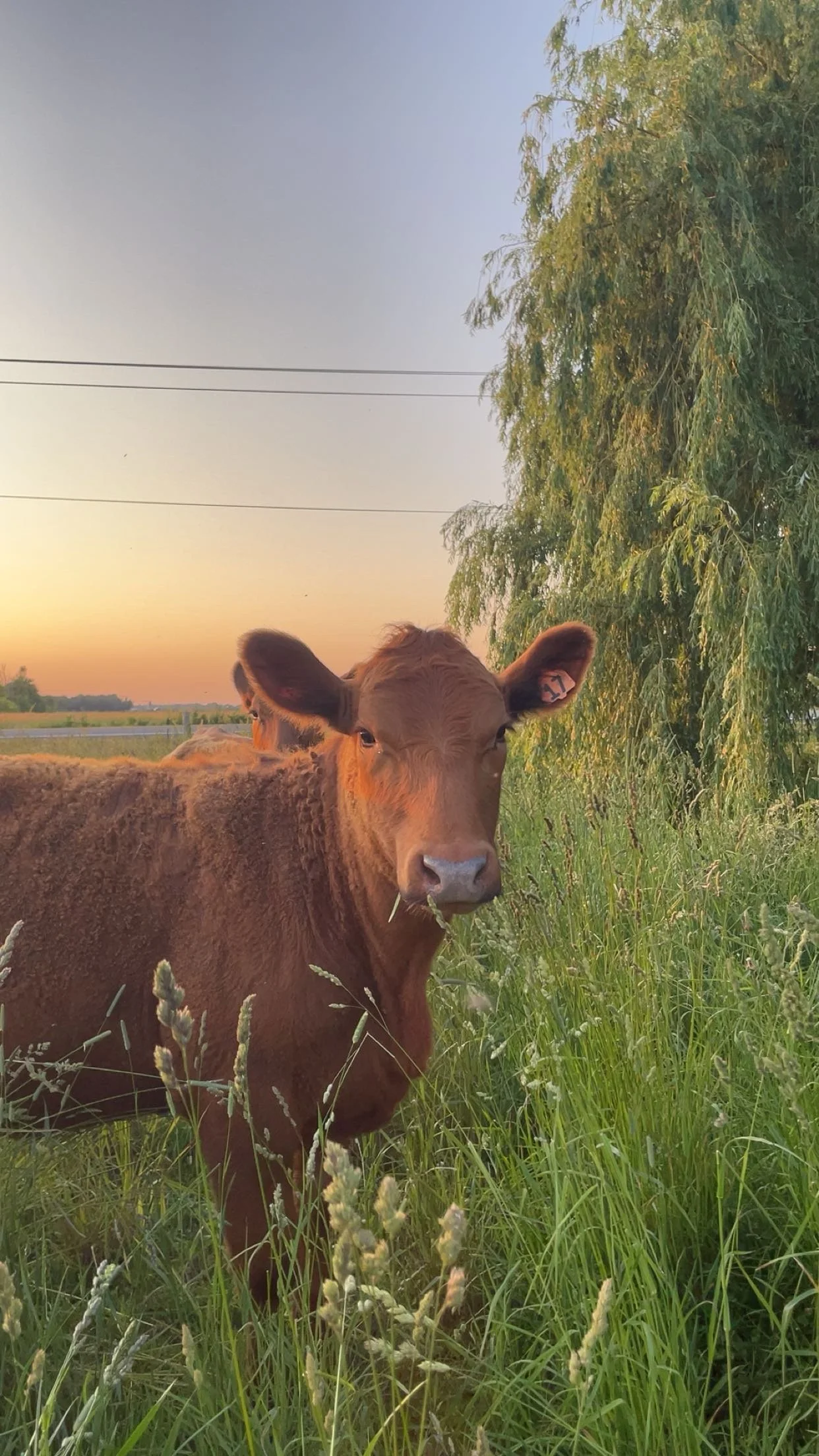 A brown beef cow standing in tall green pasture grass near a tree during sunset.