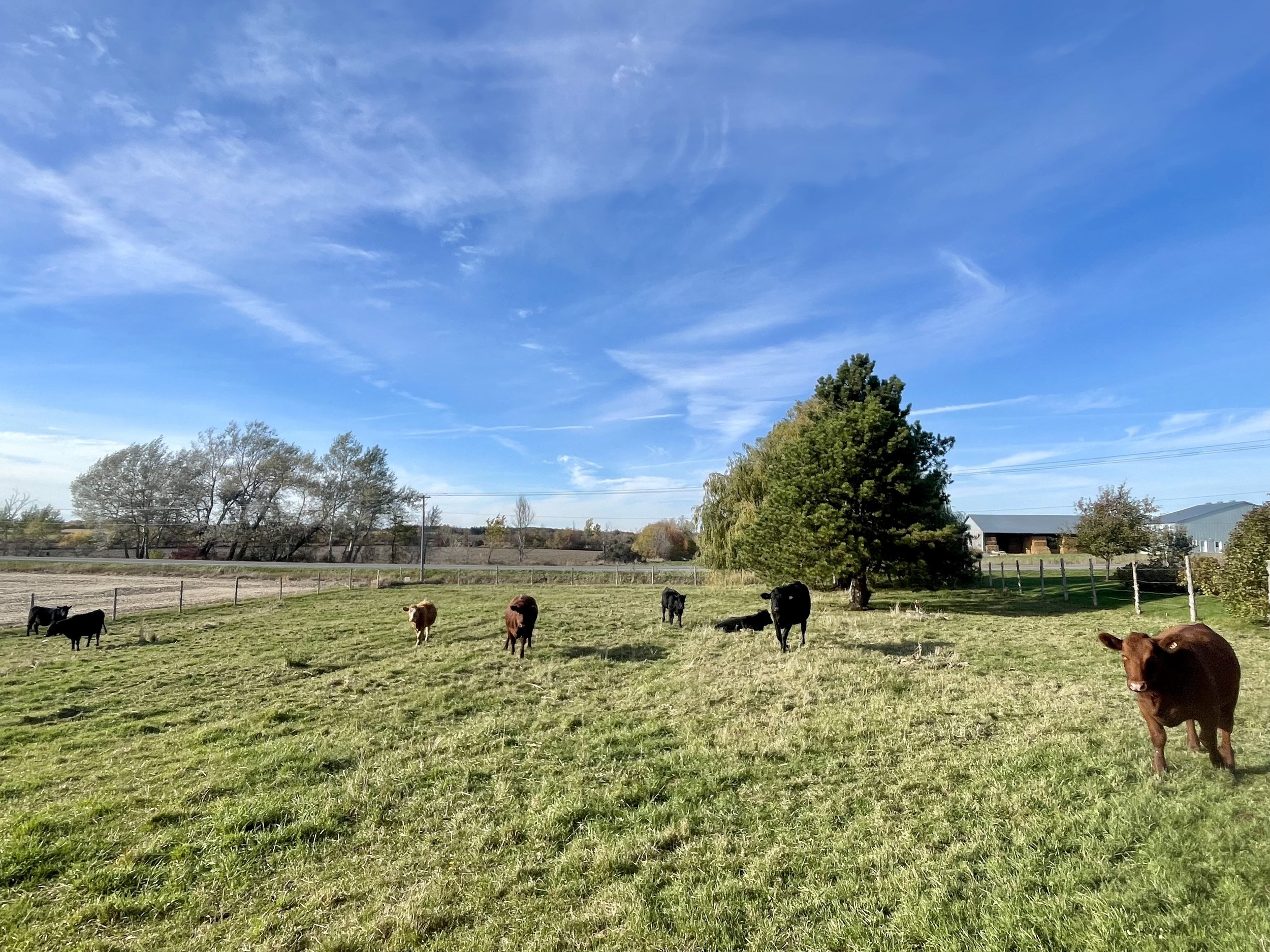 A green pasture with several beef cows grazing and resting, surrounded by a wooden fence, under a bright blue sky with some wispy clouds, and trees in the background.