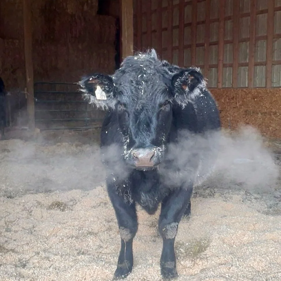 A black beef calf standing inside a barn with visible breath vapor and snow on its head, facing the camera.