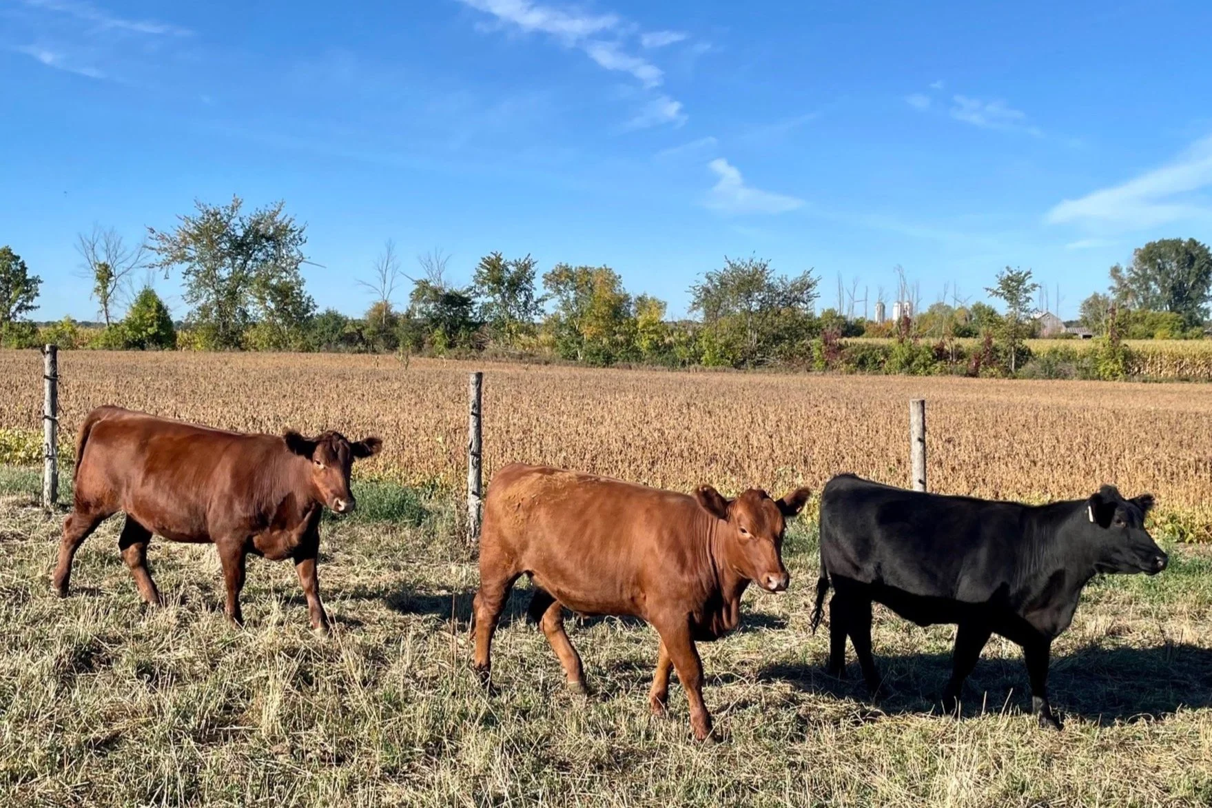 Three beef cows walking on a grassy pasture with a wire fence, a large open field, trees, and a clear blue sky in the background.