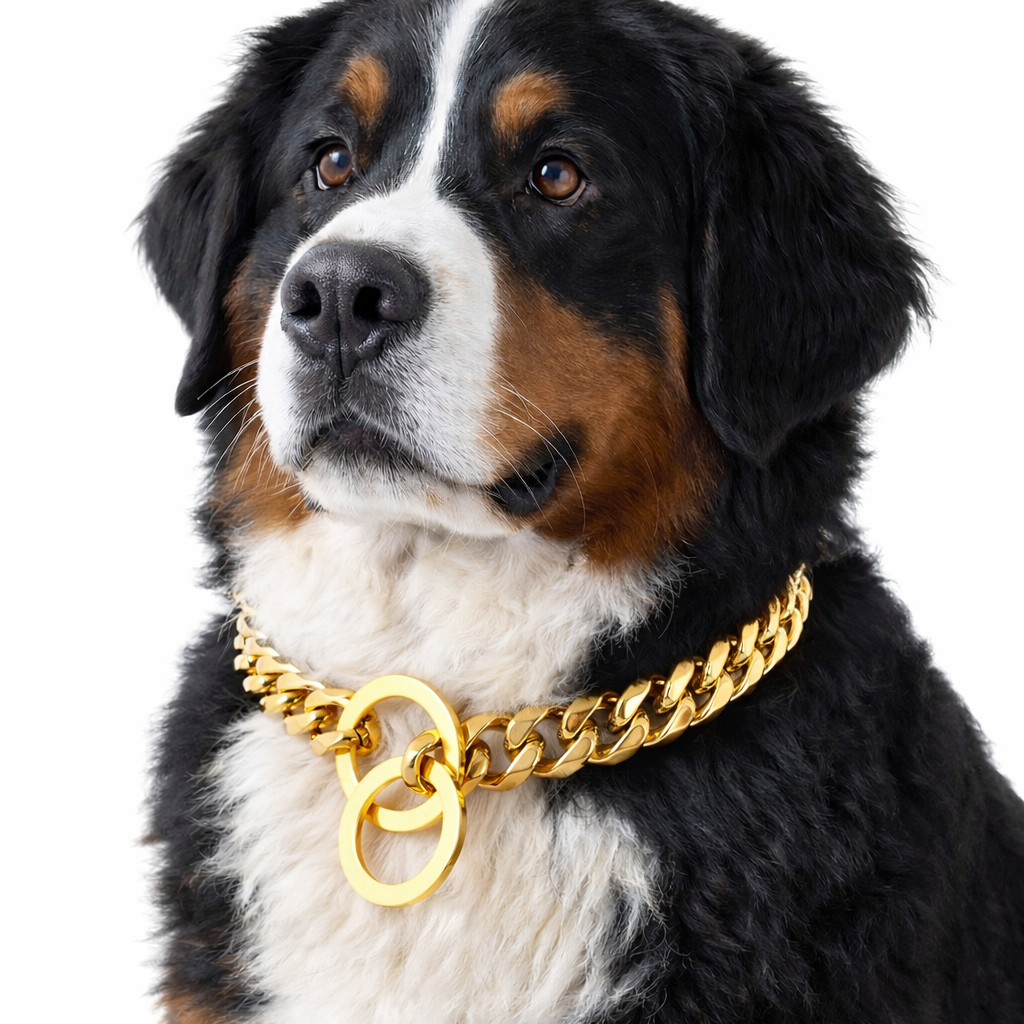 Bernese Mountain Dog with gold collar.png
