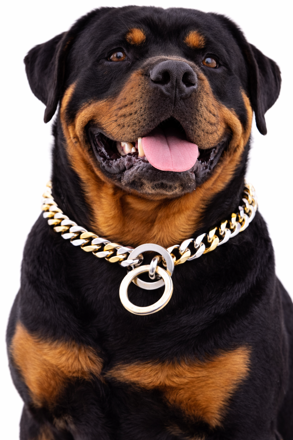 Rottweiler with two-tone collar close-up.png