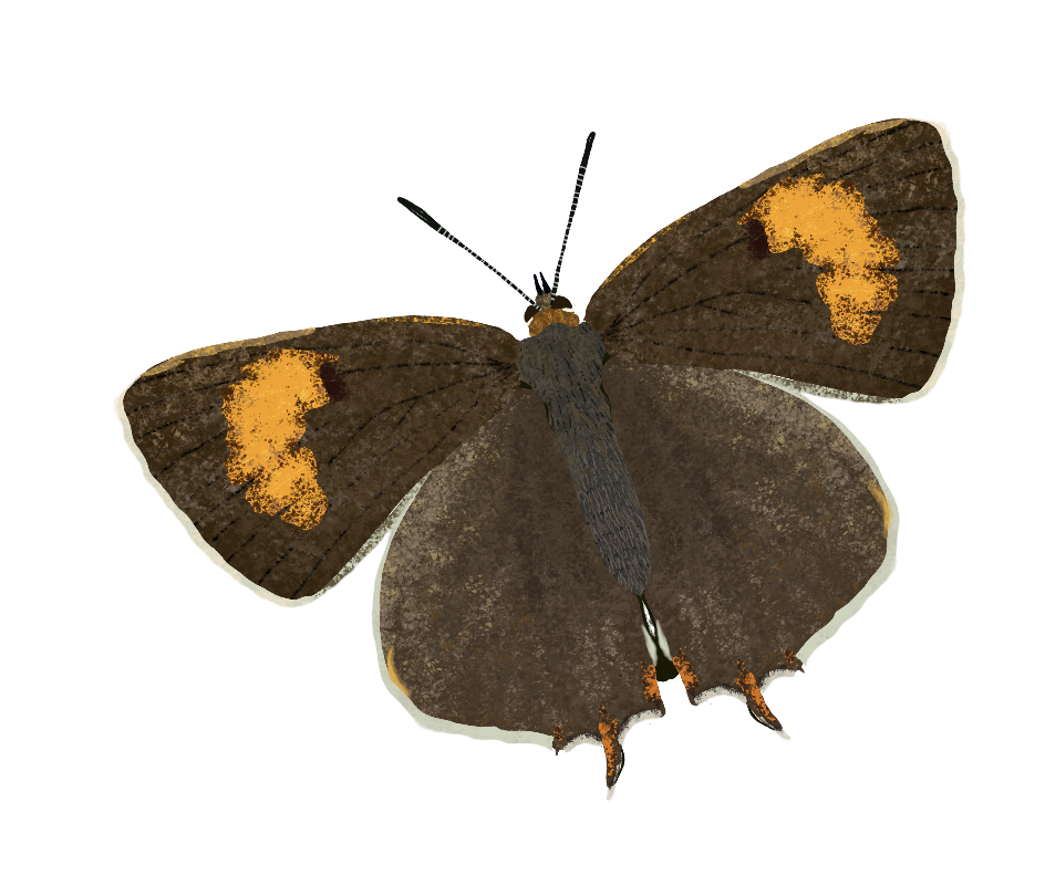 A butterfly with dark brown wings featuring orange markings and a fuzzy body.