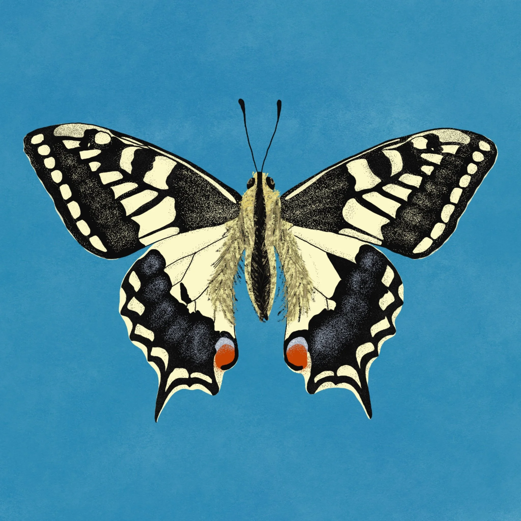 Swallowtail butterfly illustration
