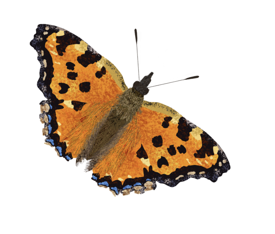 A butterfly with orange, black, and white patterned wings resting on a surface.