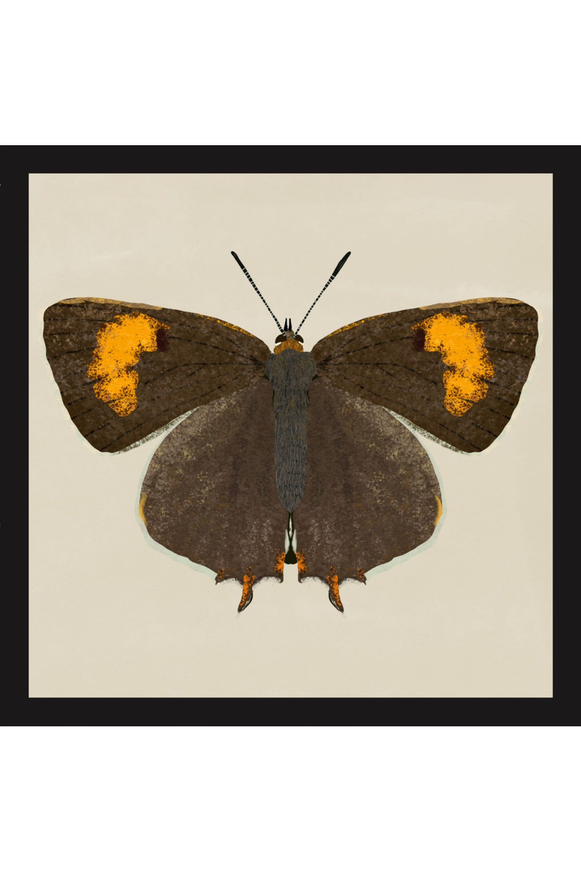 Brown Hairstreak Butterfly Print