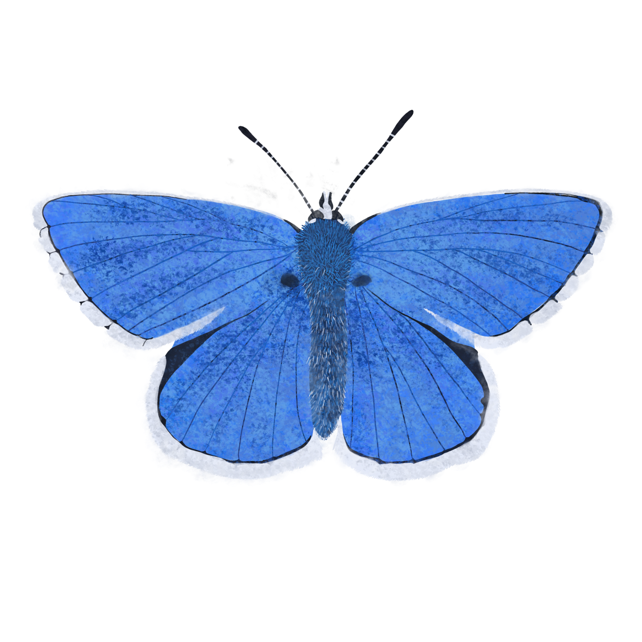 British Butterfly Illustrations | Native UK Butterfly Art Collection
