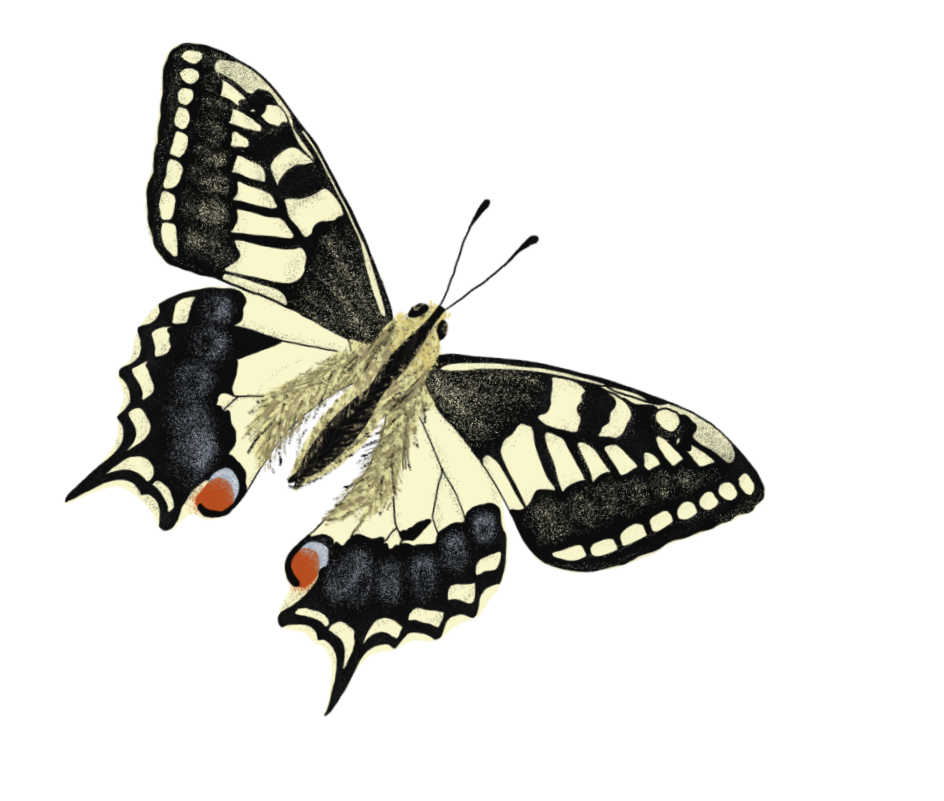 Illustration of a swallowtail butterfly with black and yellow wings, blue and orange spots, and yellow body on a black background.
