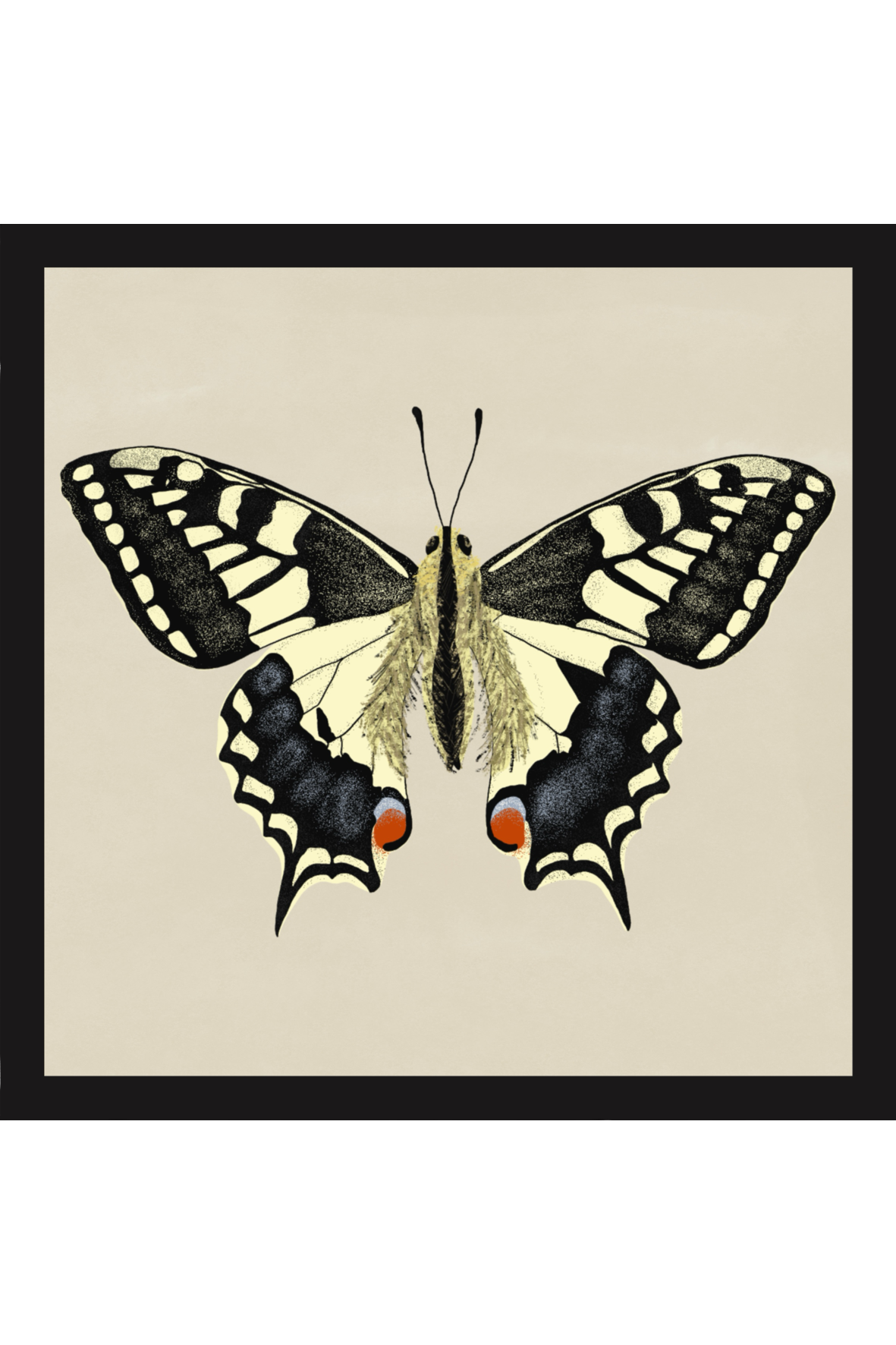 Swallowtail Butterfly Print