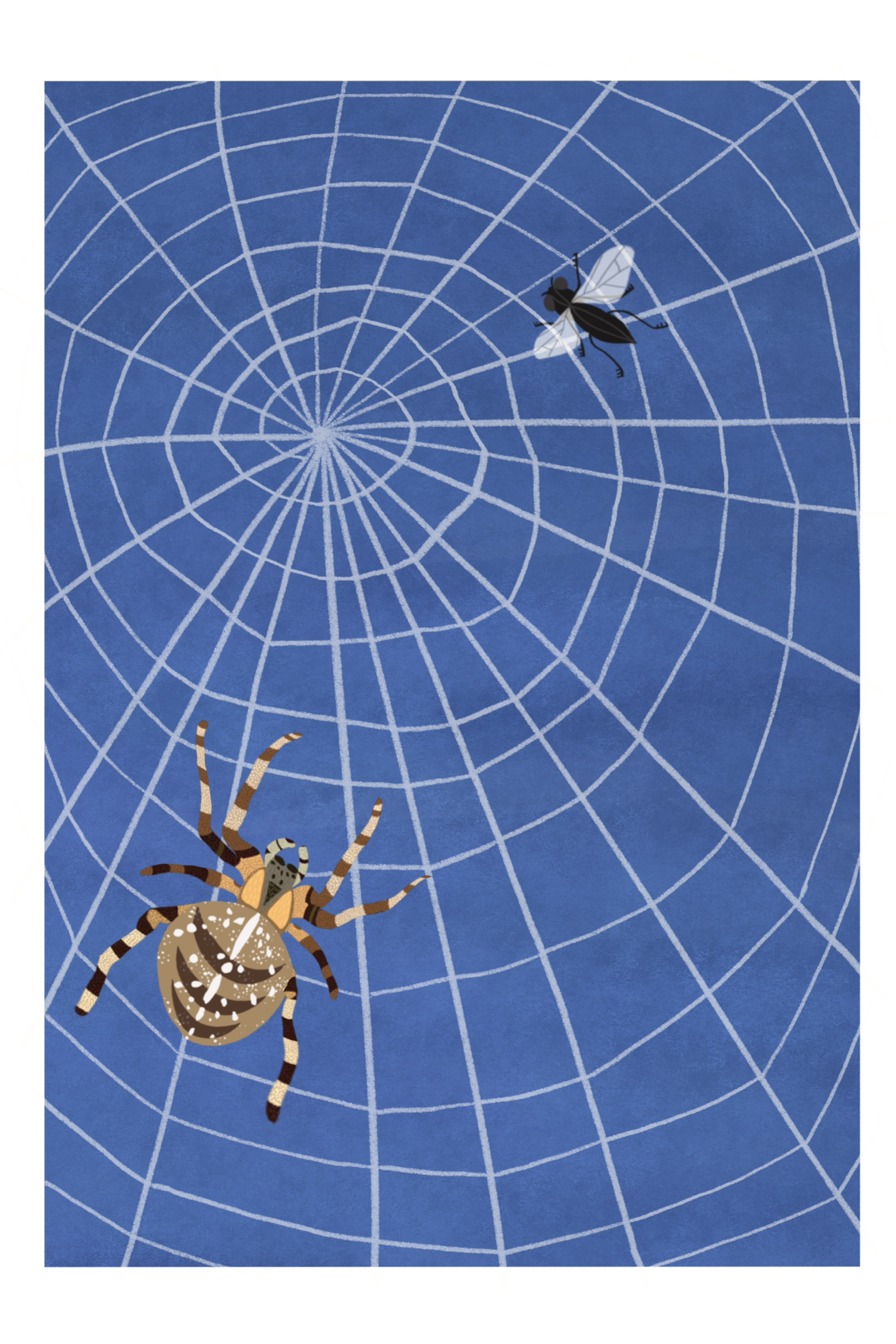 Garden Spider Art Print