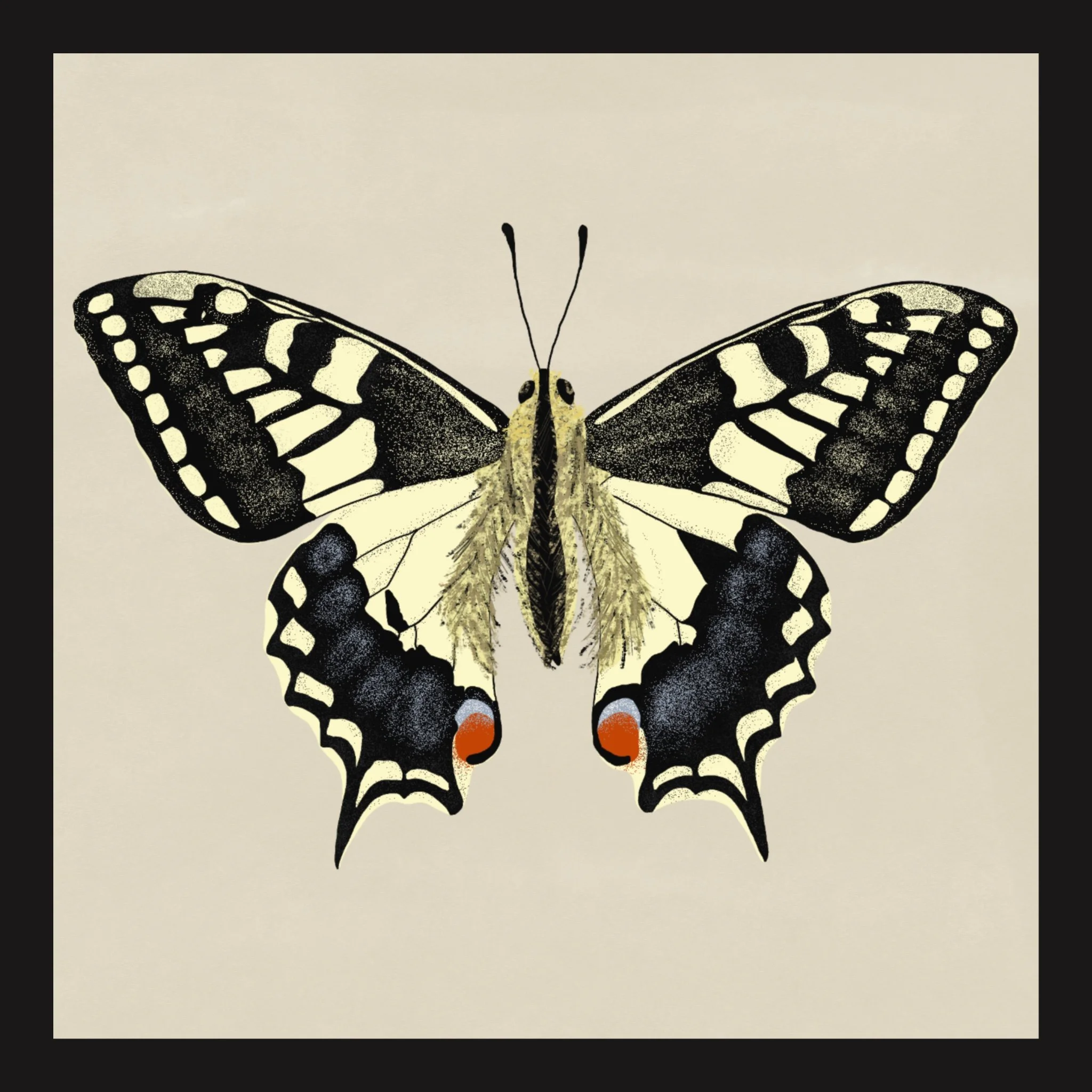 Swallowtail Butterfly Print