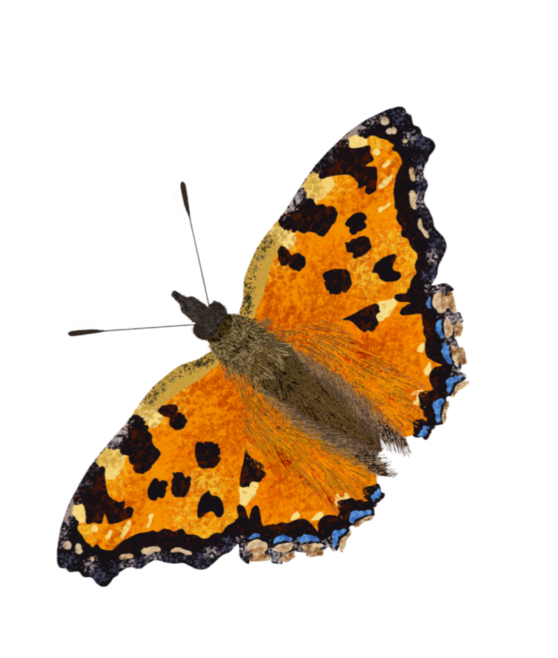 A photograph of an orange and black butterfly in flight.