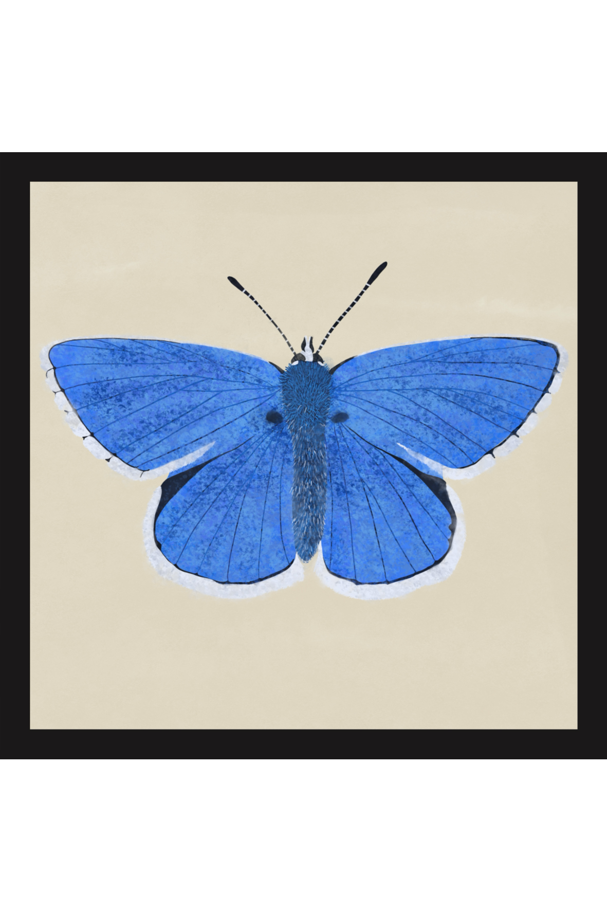 Blue Adonis Butterfly Print